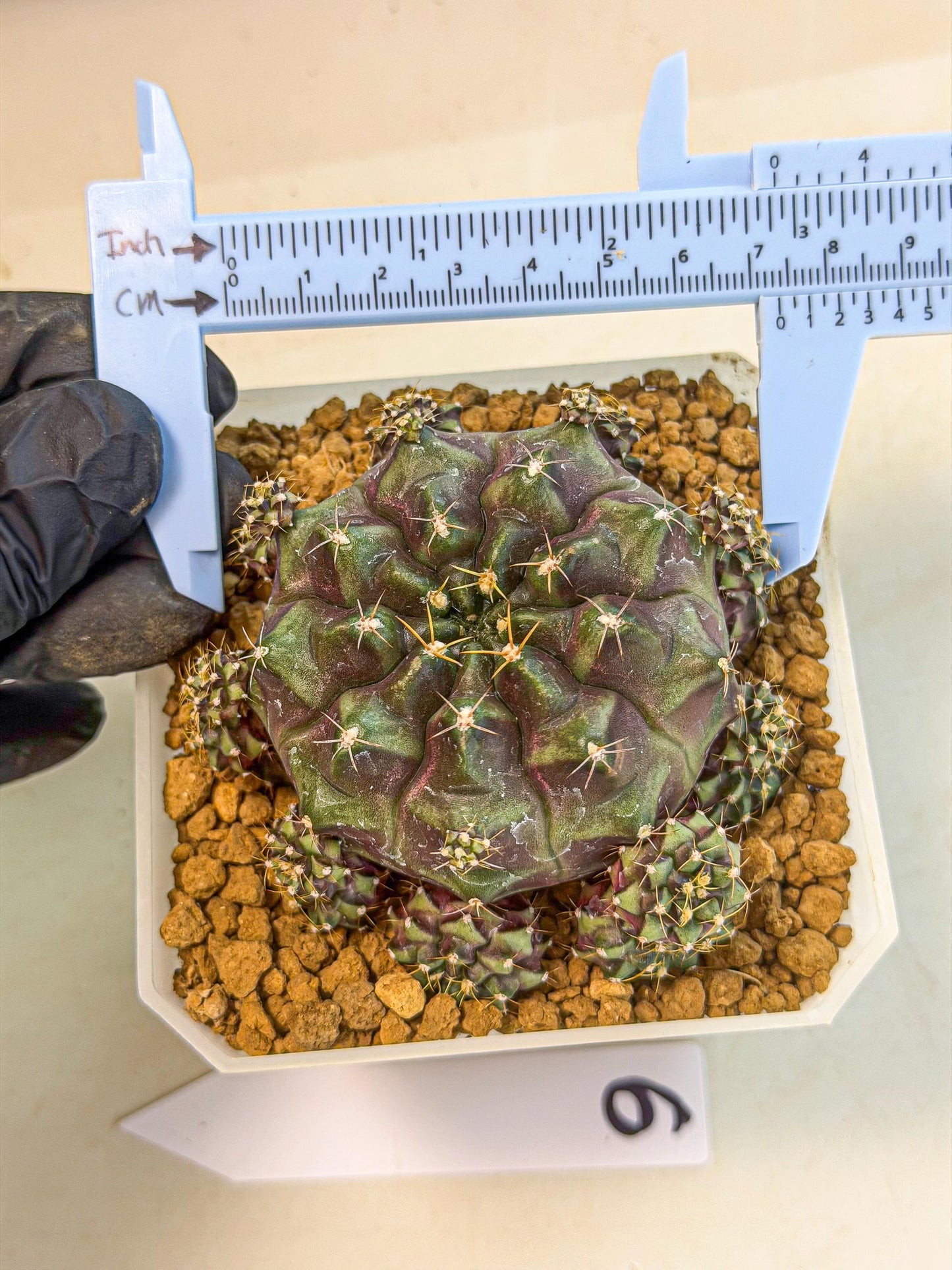 Gymnocalycium Mochi (#6) | Variegated cactus