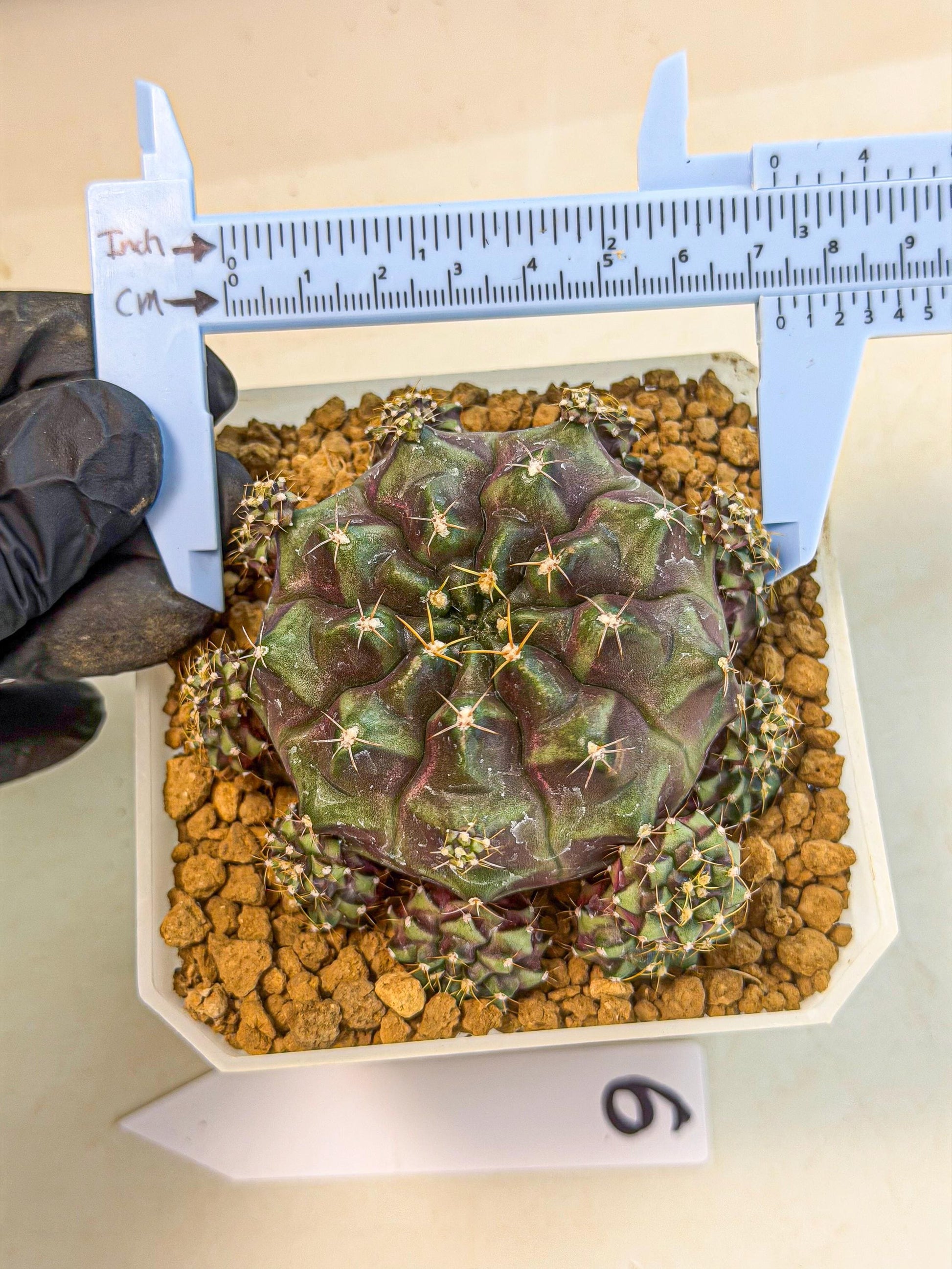 Gymnocalycium Mochi (#6) | Variegated cactus