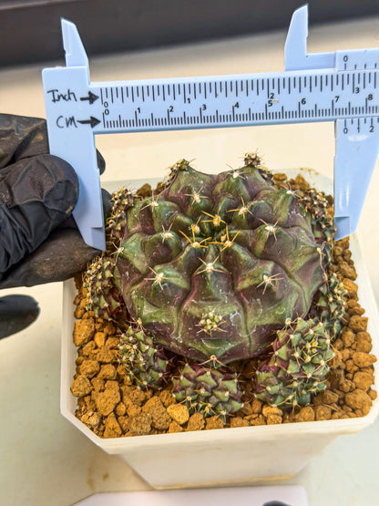Gymnocalycium Mochi (#6) | Variegated cactus