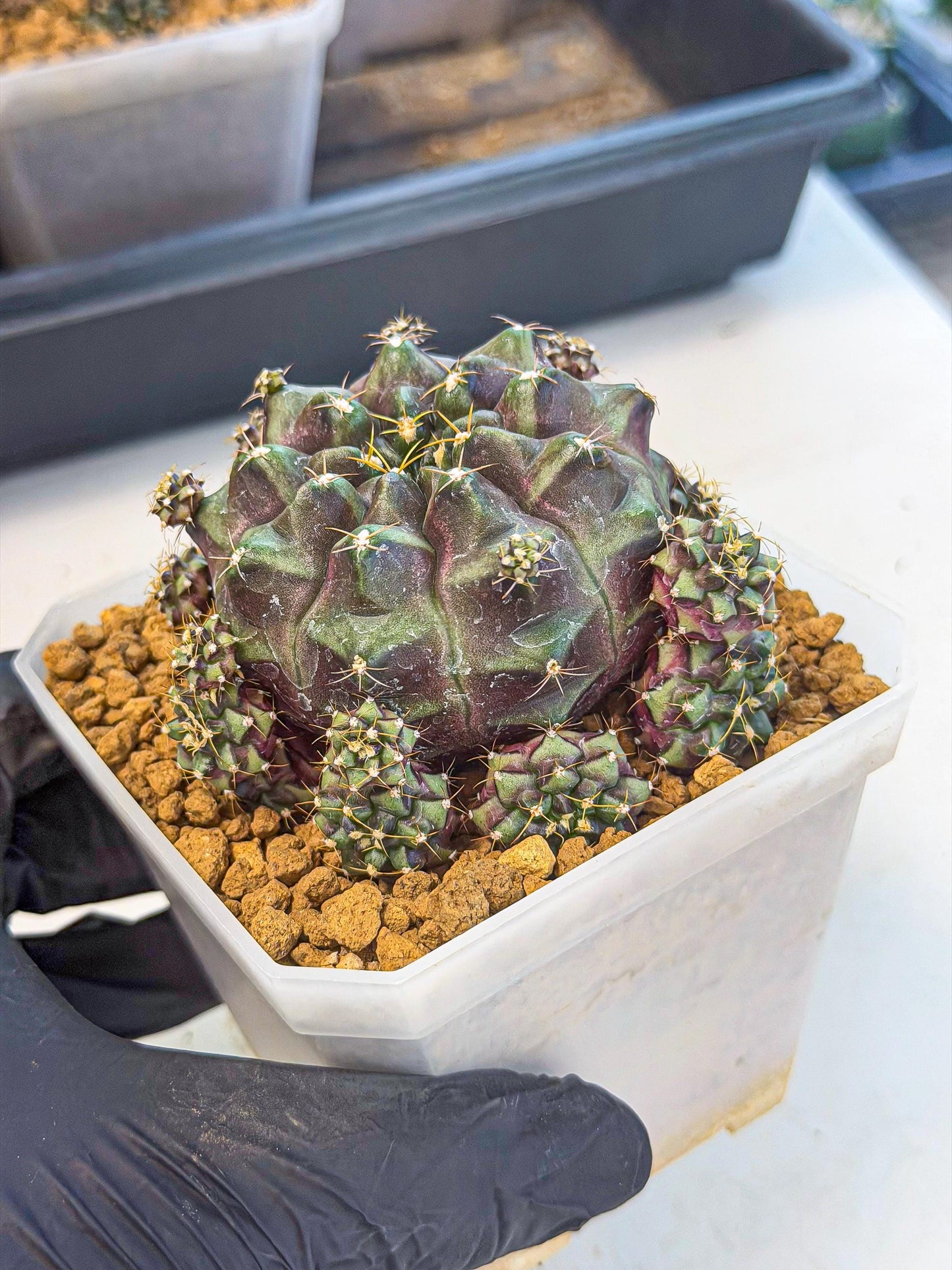 Gymnocalycium Mochi (#6) | Variegated cactus