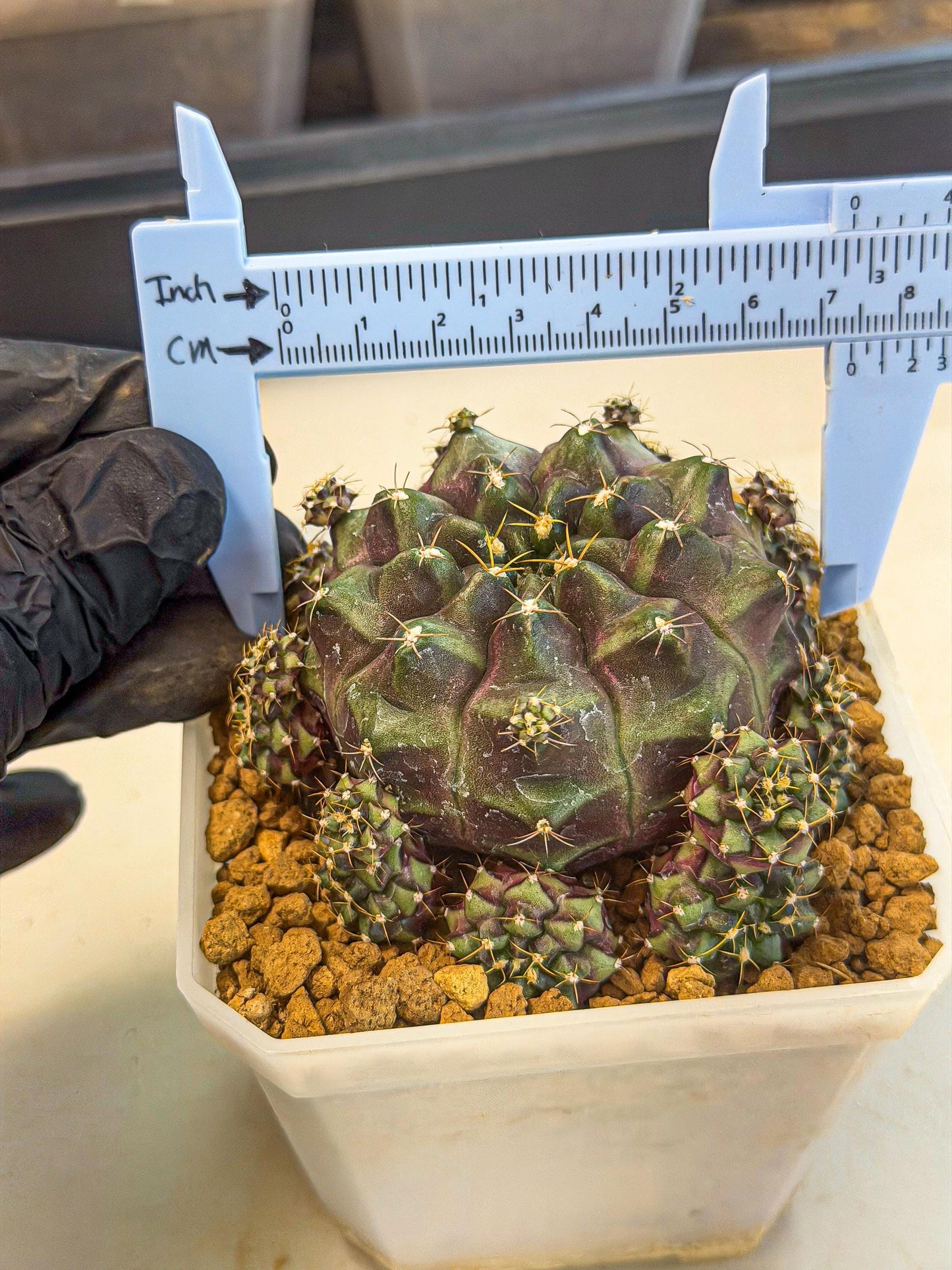 Gymnocalycium Mochi (#6) | Variegated cactus
