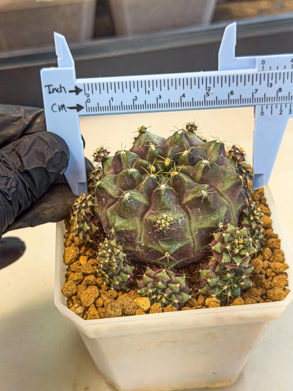 Gymnocalycium Mochi (#6) | Variegated cactus