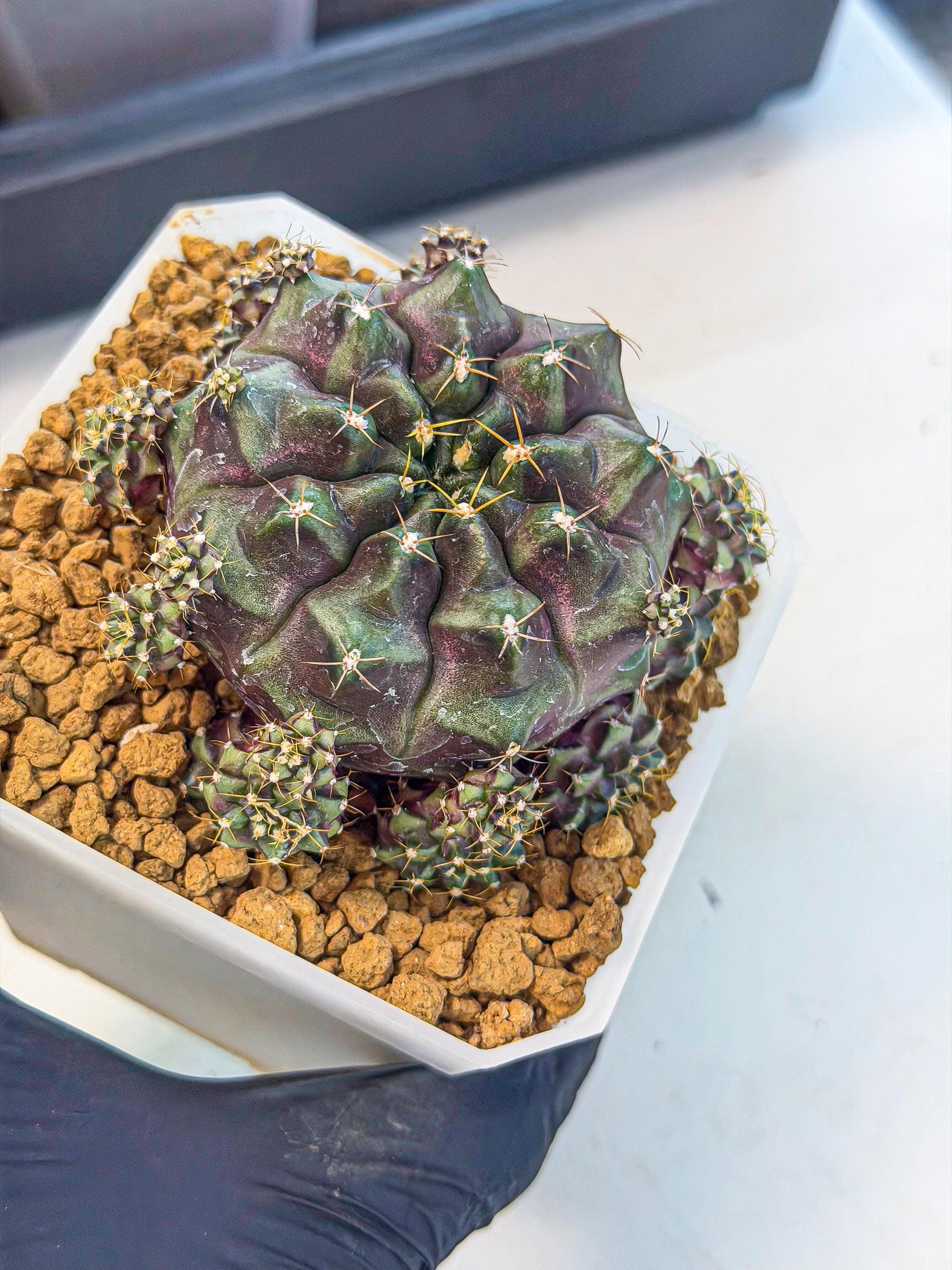 Gymnocalycium Mochi (#6) | Variegated cactus
