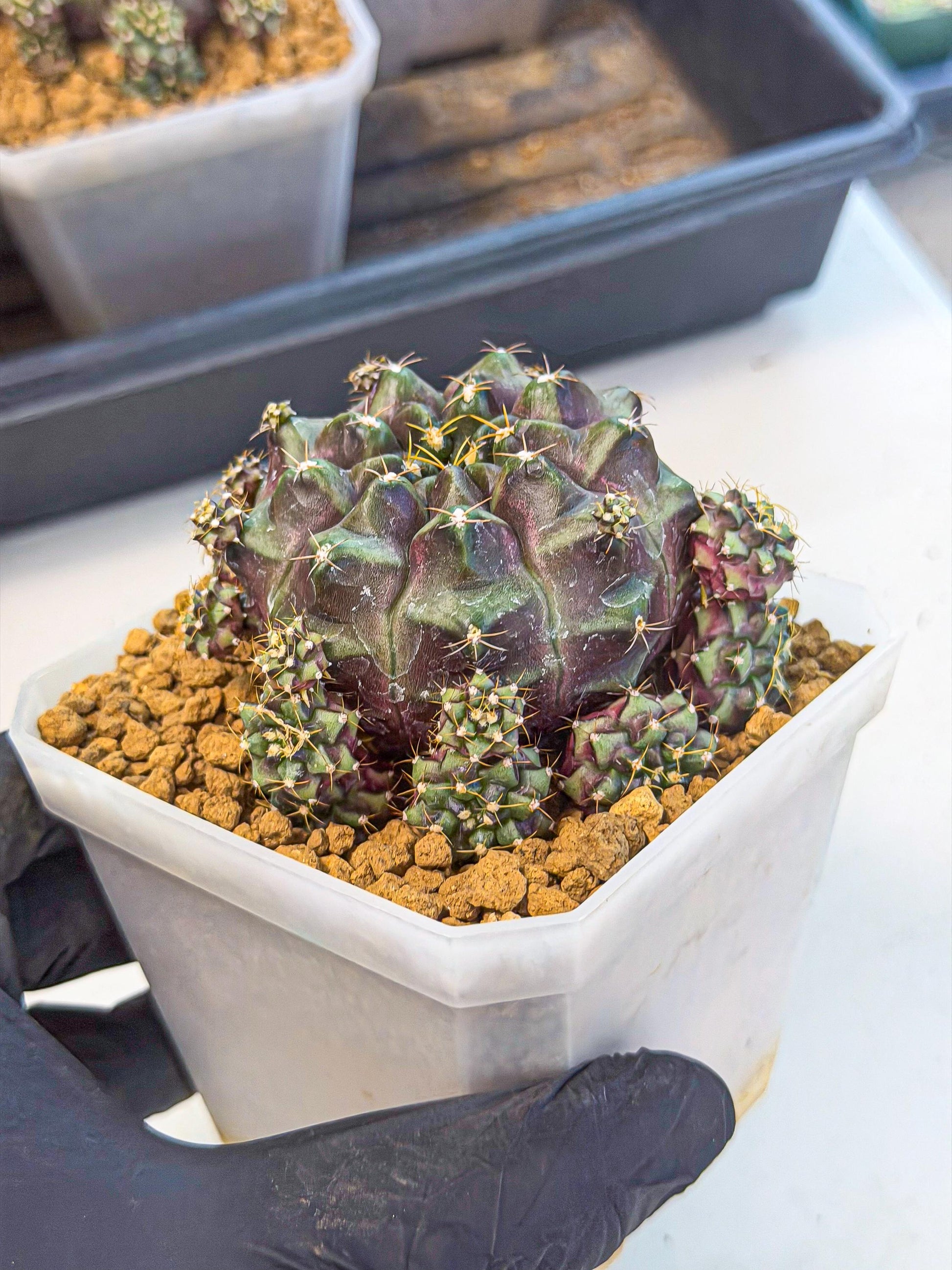 Gymnocalycium Mochi (#6) | Variegated cactus