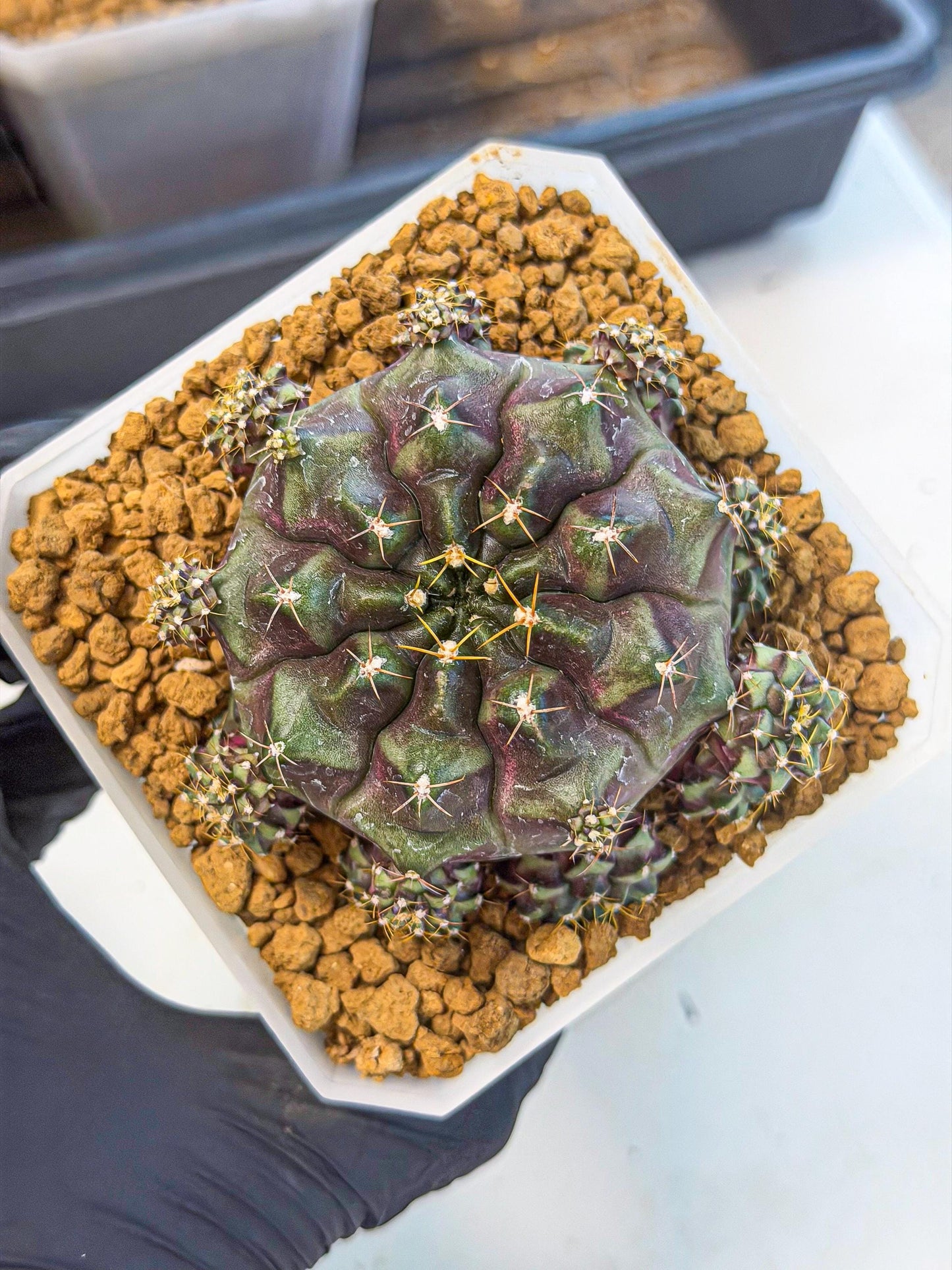 Gymnocalycium Mochi (#6) | Variegated cactus