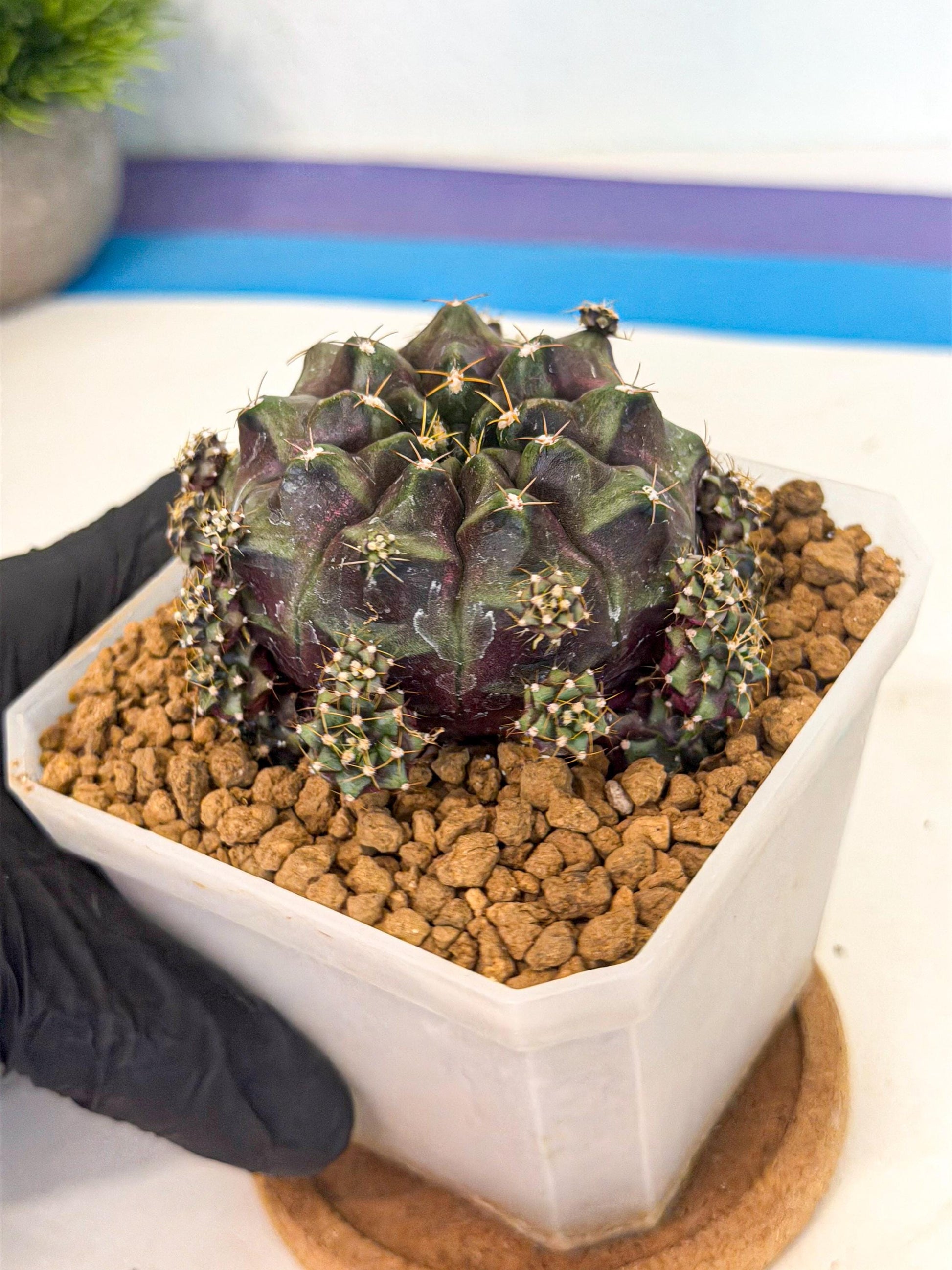Gymnocalycium Mochi (#6) | Variegated cactus