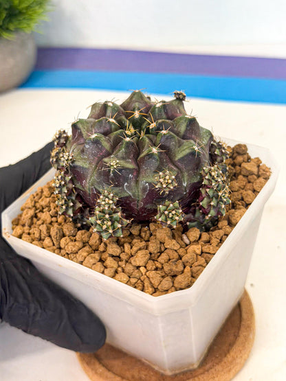 Gymnocalycium Mochi (#6) | Variegated cactus