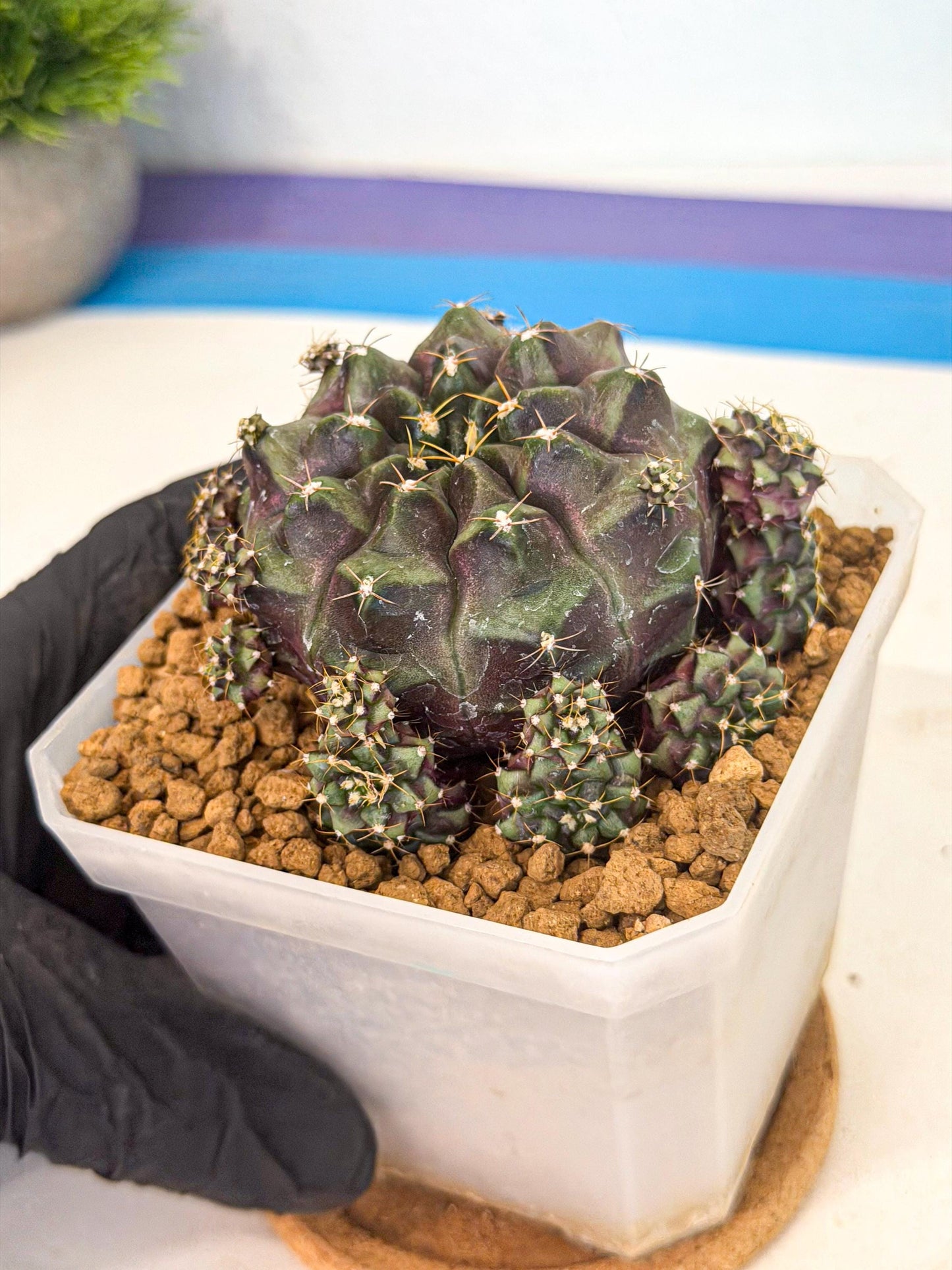 Gymnocalycium Mochi (#6) | Variegated cactus