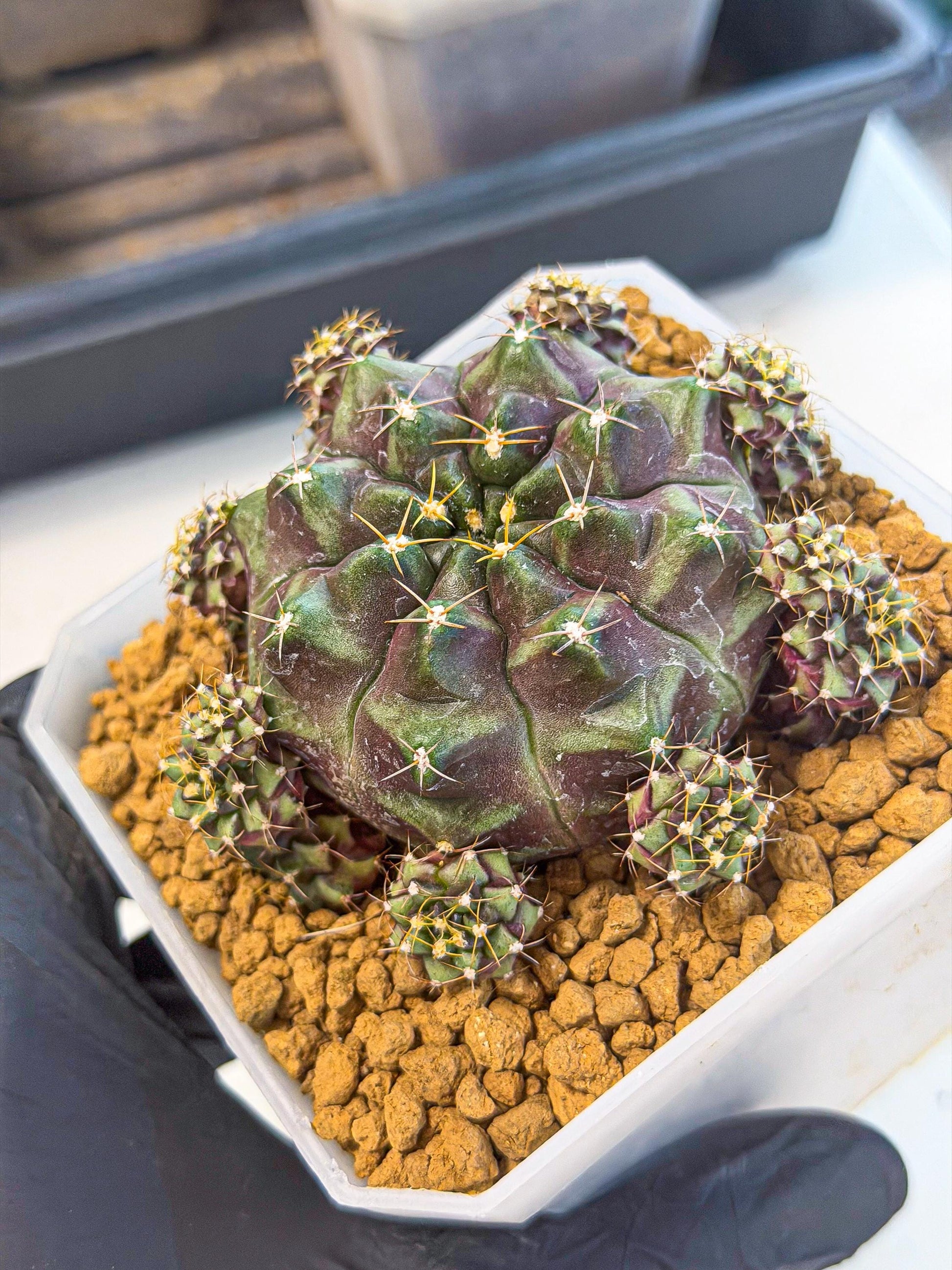 Gymnocalycium Mochi (#7) | Variegated cactus