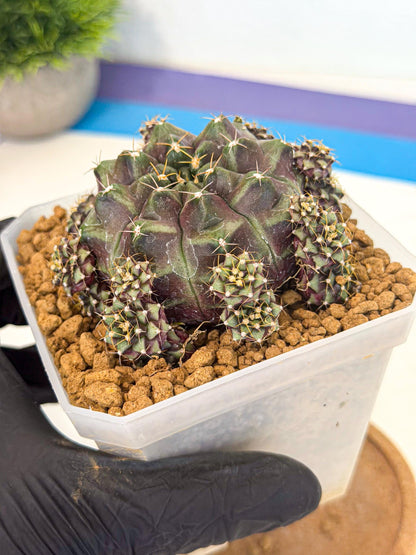 Gymnocalycium Mochi (#7) | Variegated cactus
