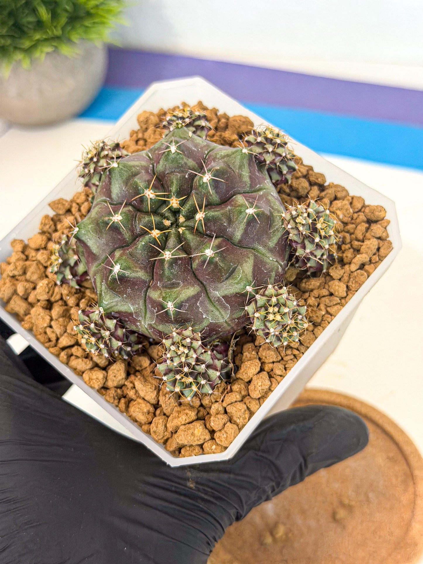 Gymnocalycium Mochi (#7) | Variegated cactus