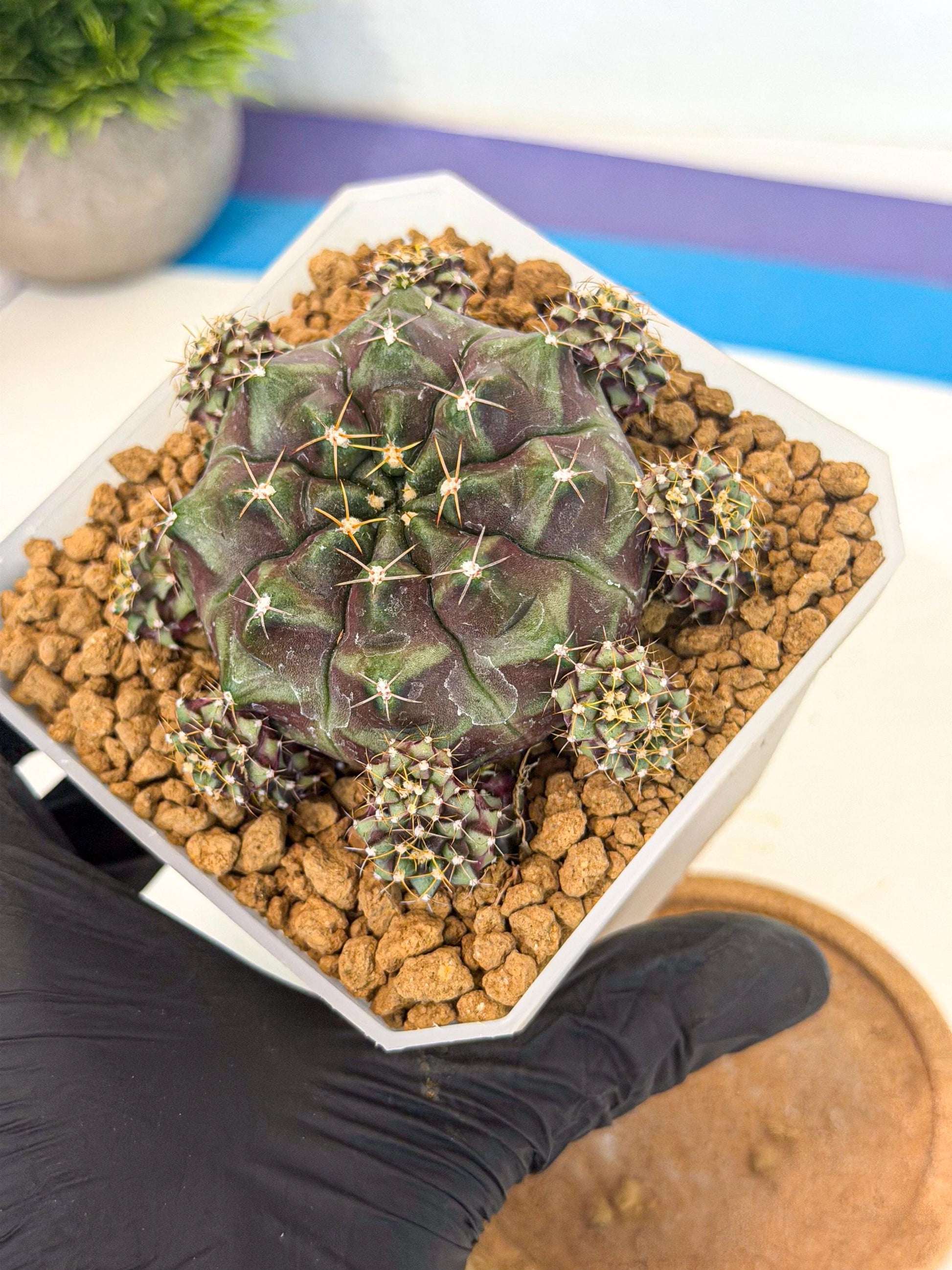 Gymnocalycium Mochi (#7) | Variegated cactus
