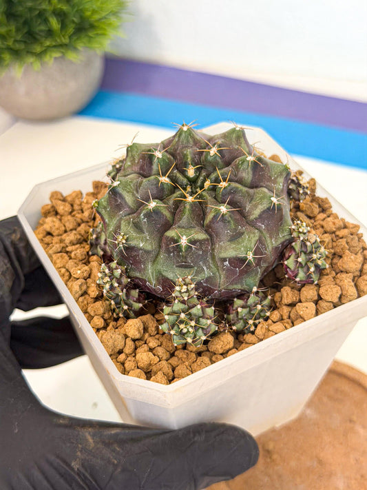 Gymnocalycium Mochi (#8) | Variegated cactus