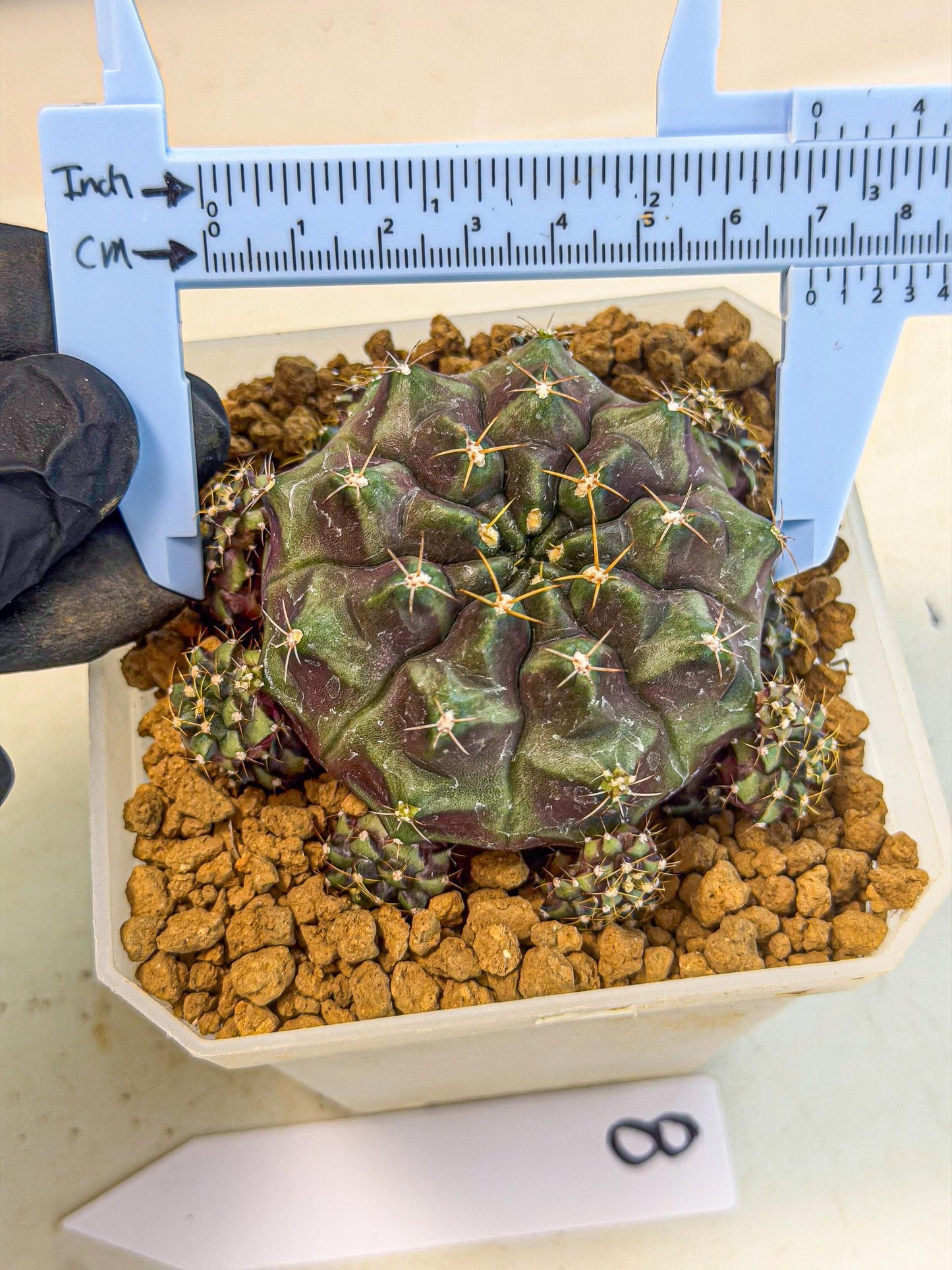 Gymnocalycium Mochi (#8) | Variegated cactus