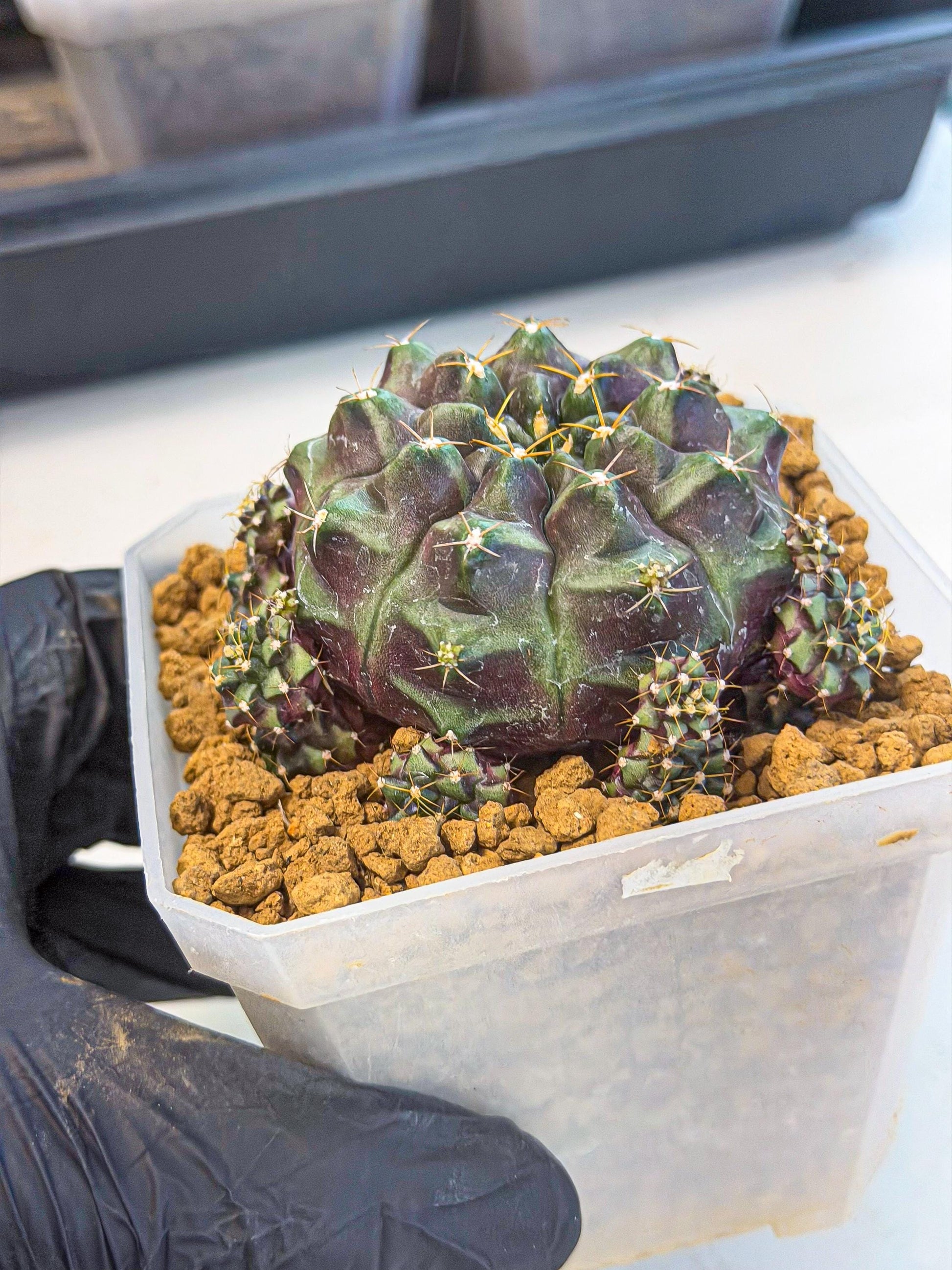 Gymnocalycium Mochi (#8) | Variegated cactus