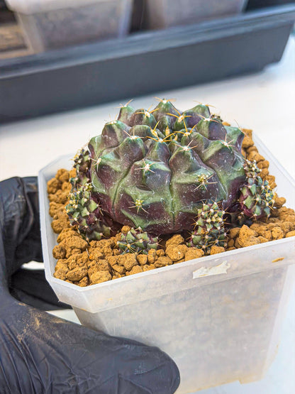 Gymnocalycium Mochi (#8) | Variegated cactus