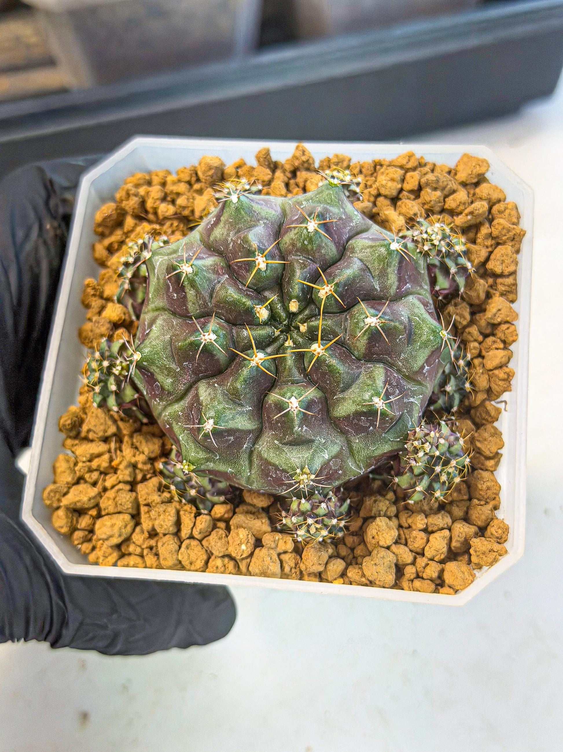 Gymnocalycium Mochi (#8) | Variegated cactus