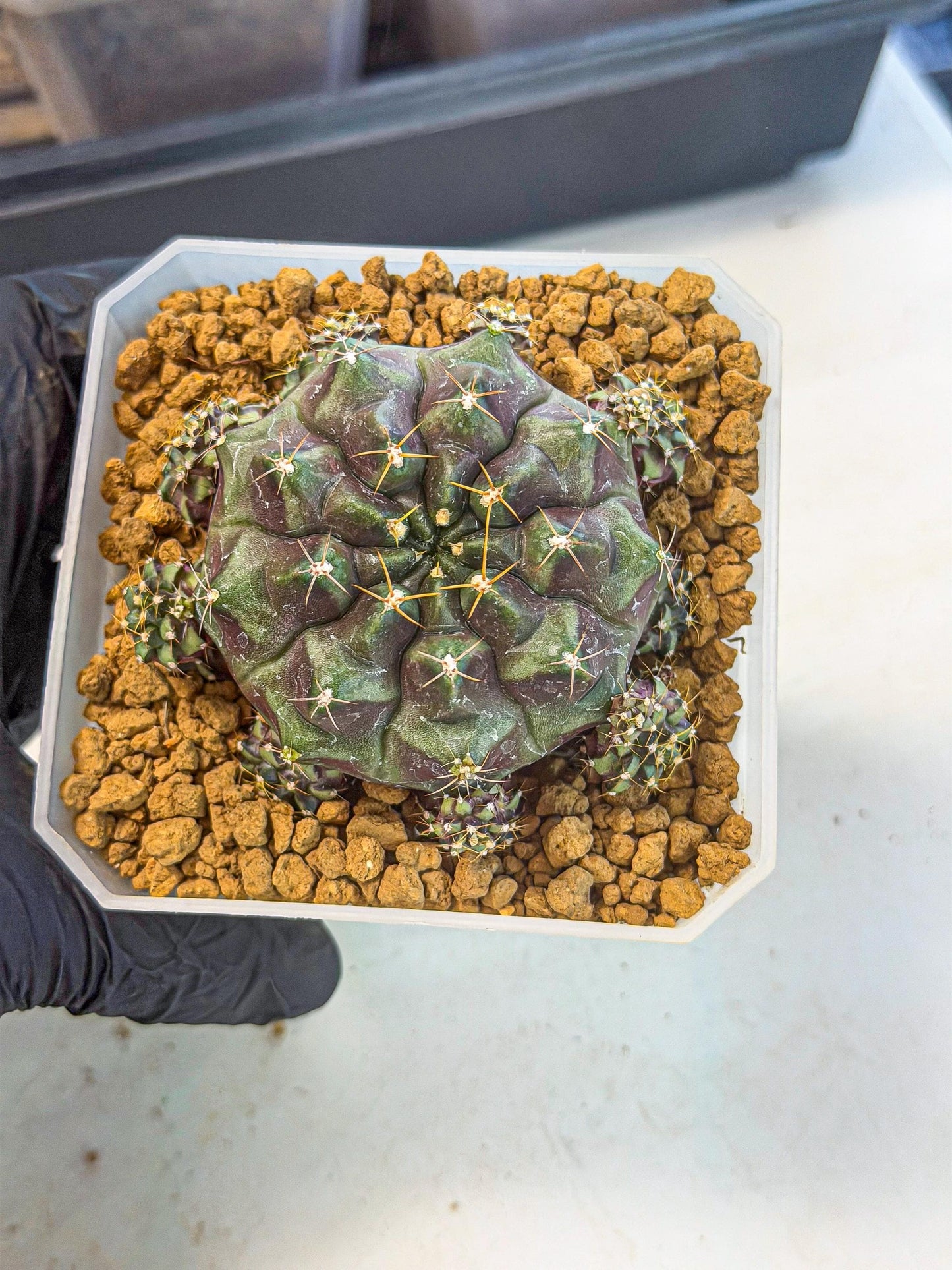 Gymnocalycium Mochi (#8) | Variegated cactus