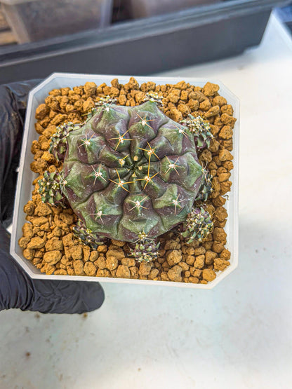Gymnocalycium Mochi (#8) | Variegated cactus