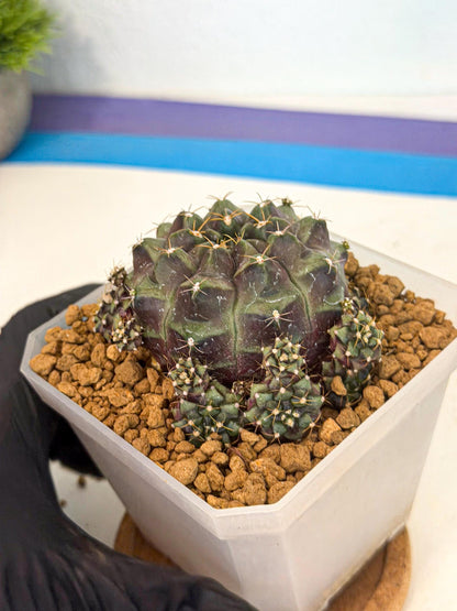 Gymnocalycium Mochi (#8) | Variegated cactus