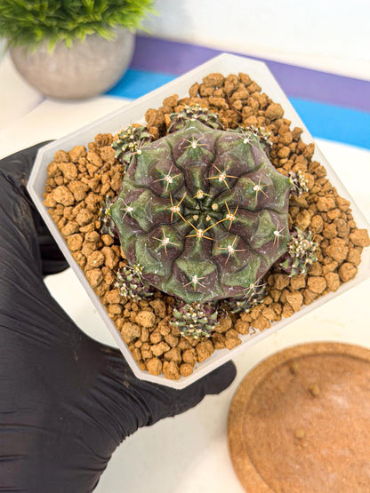 Gymnocalycium Mochi (#8) | Variegated cactus