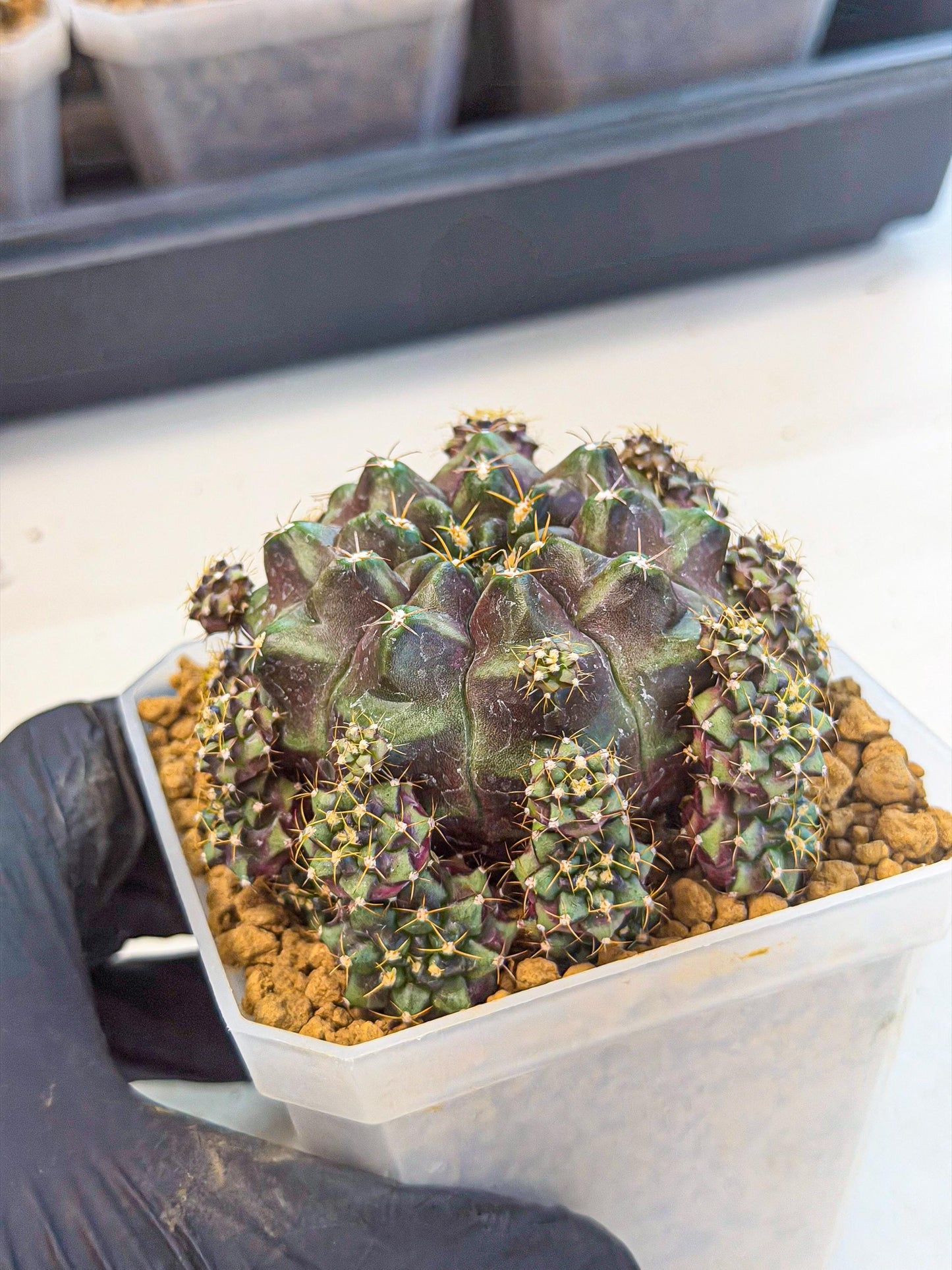 Gymnocalycium Mochi (#9) | Variegated cactus