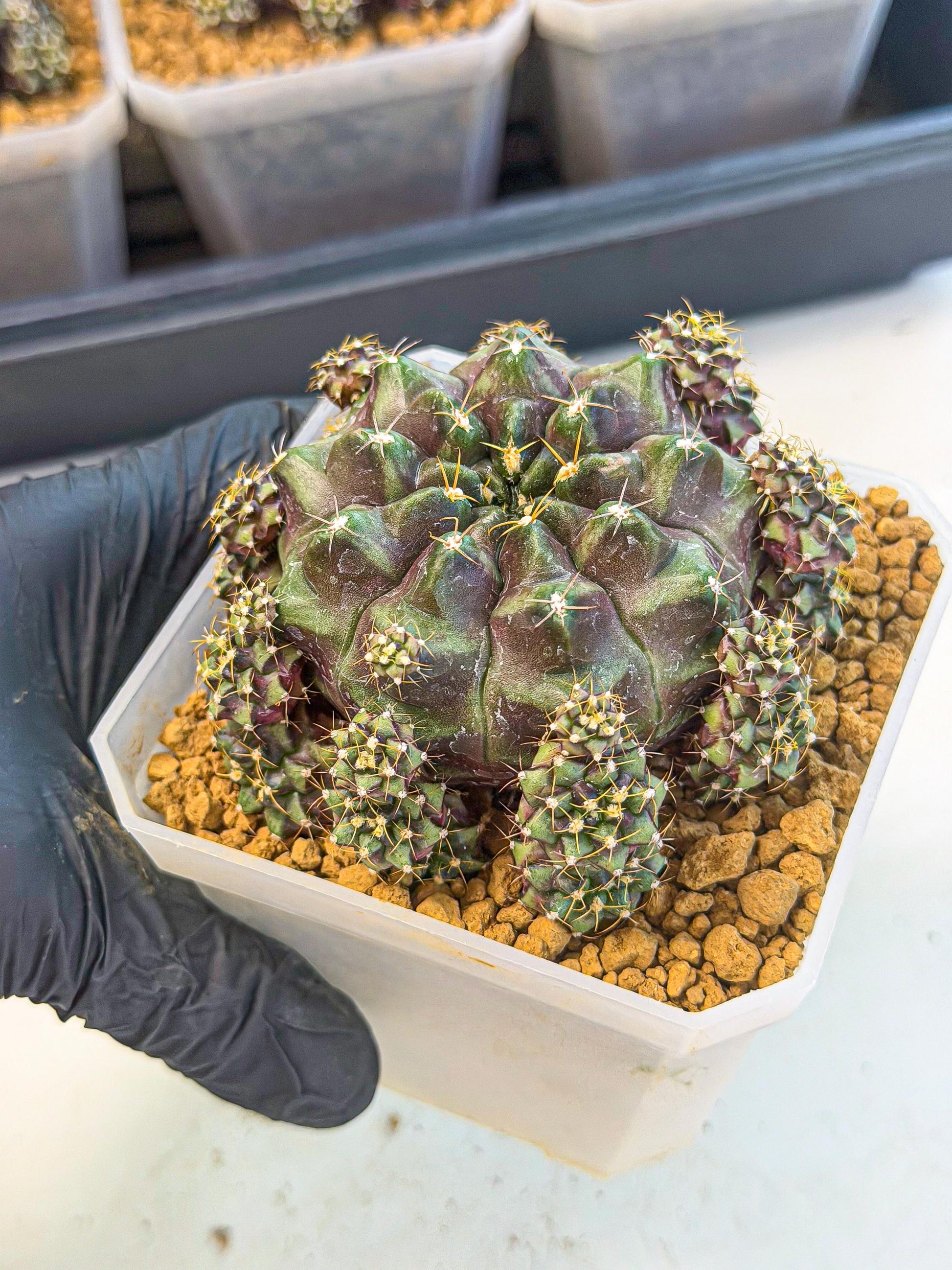 Gymnocalycium Mochi (#9) | Variegated cactus