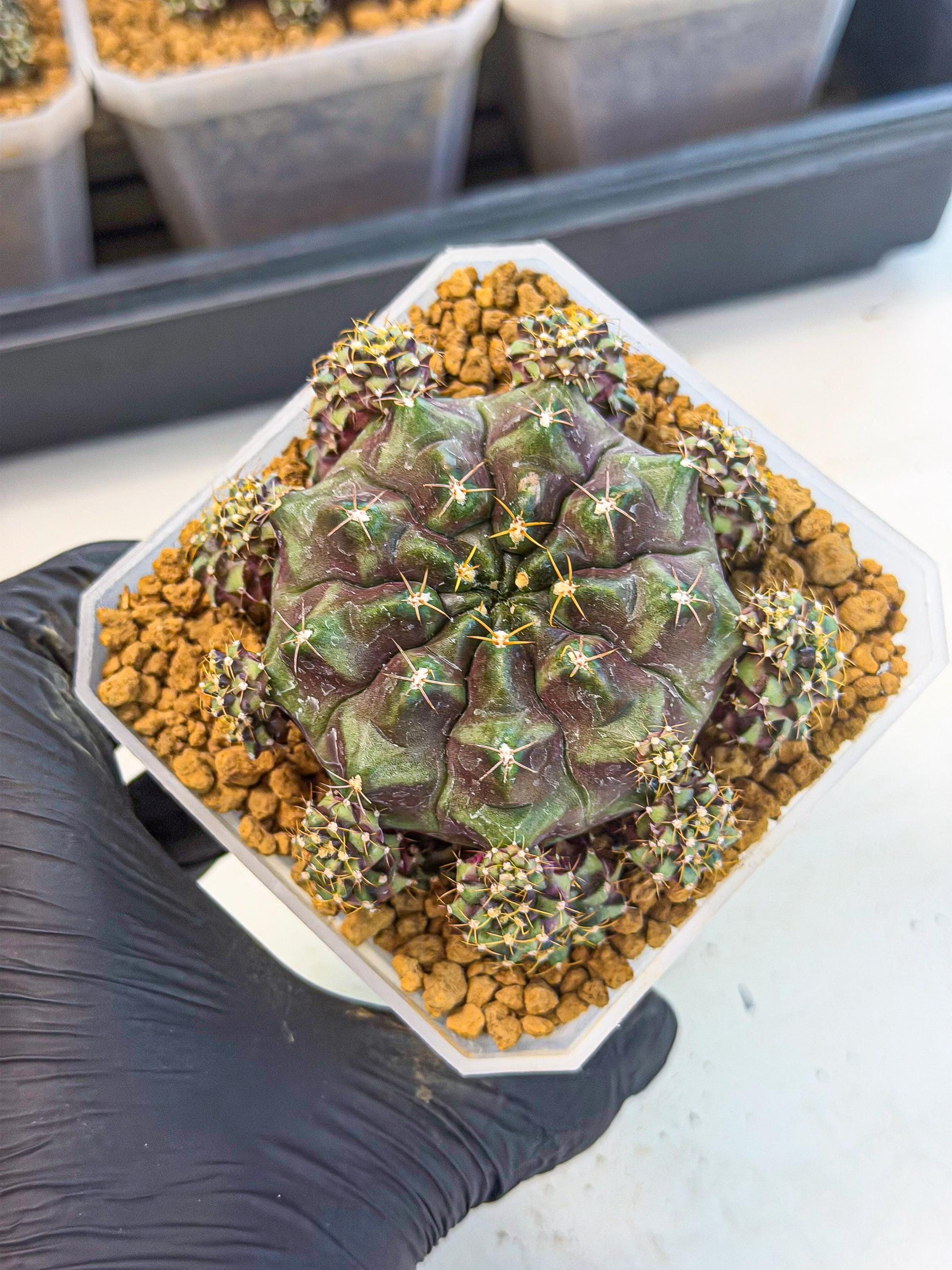 Gymnocalycium Mochi (#9) | Variegated cactus