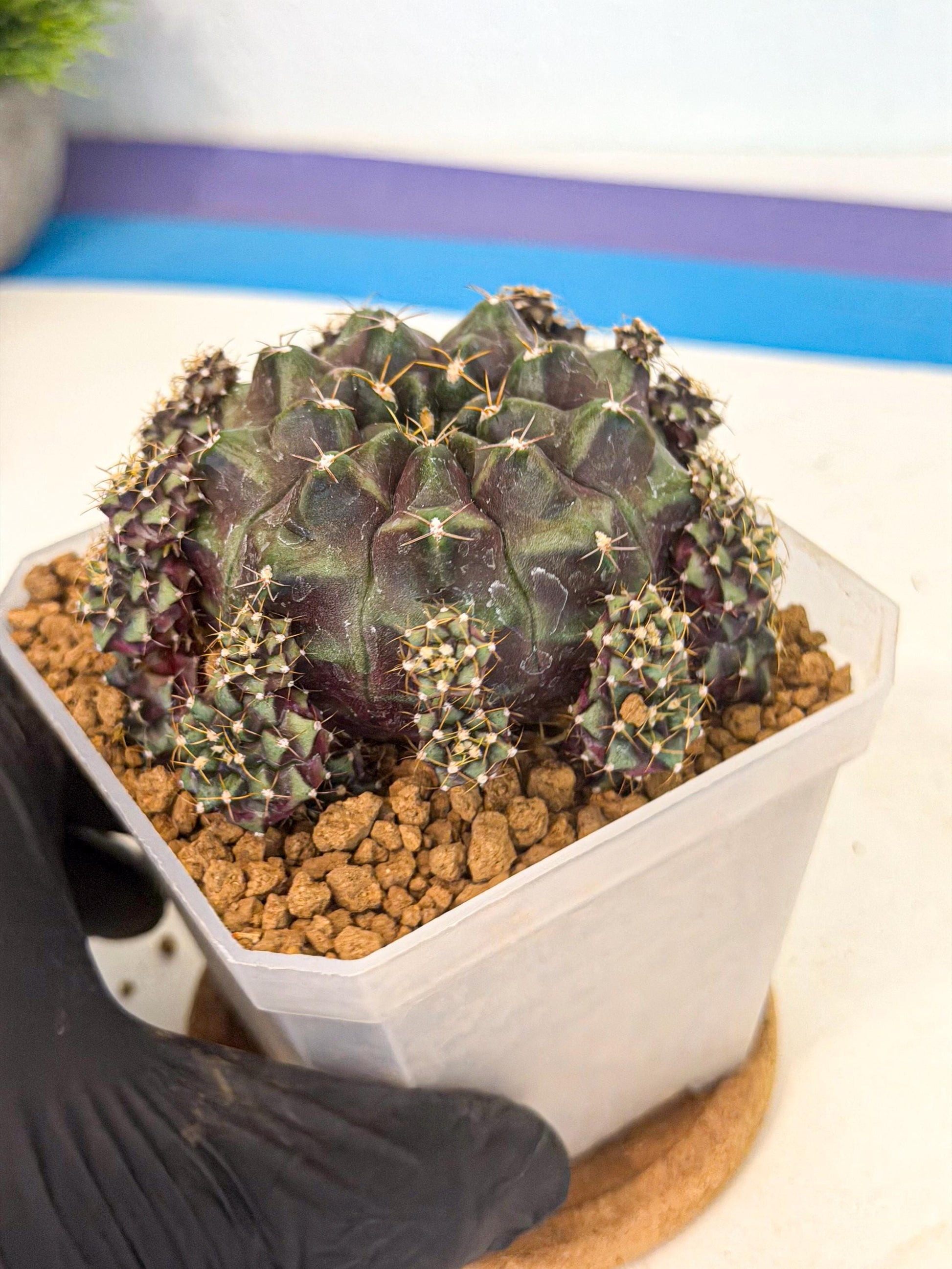 Gymnocalycium Mochi (#9) | Variegated cactus