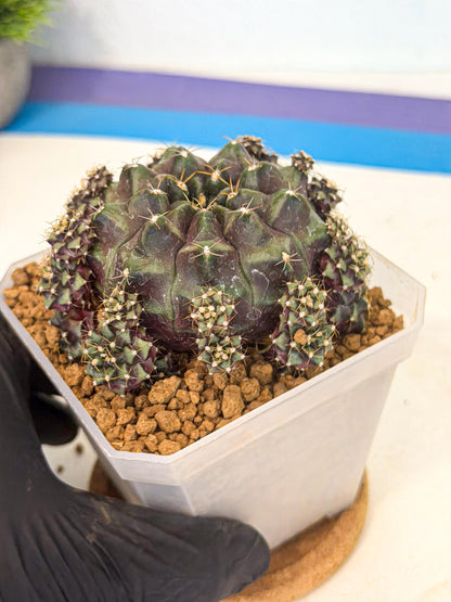 Gymnocalycium Mochi (#9) | Variegated cactus