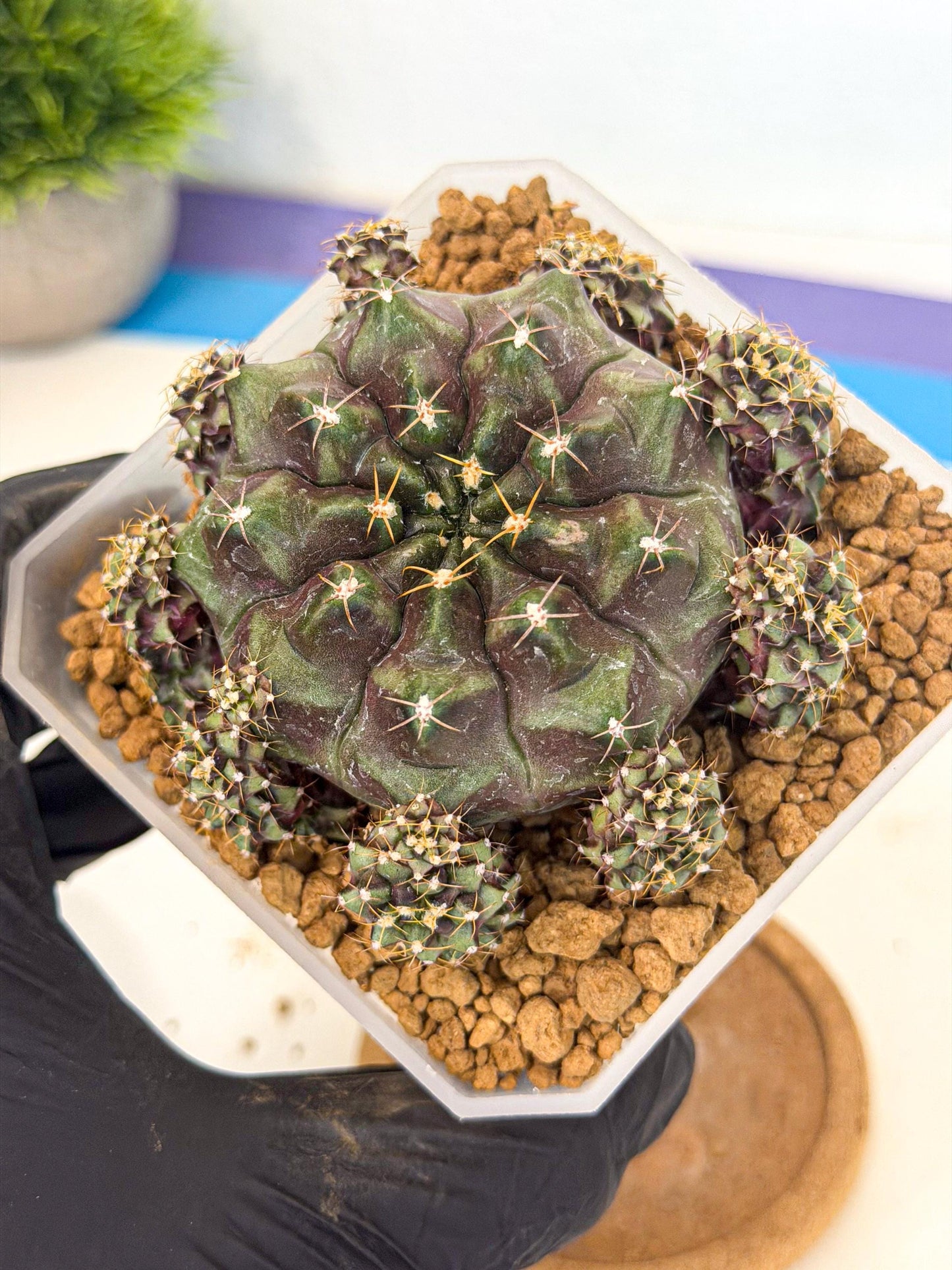 Gymnocalycium Mochi (#9) | Variegated cactus