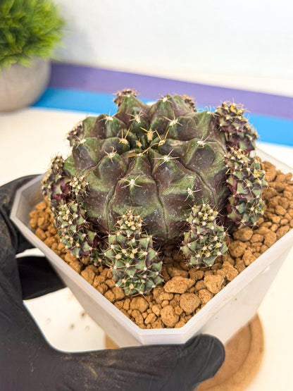Gymnocalycium Mochi (#9) | Variegated cactus