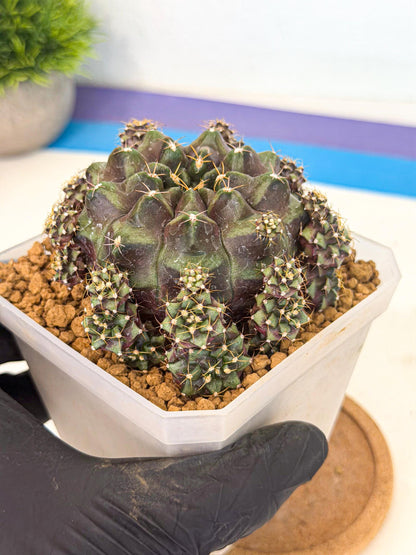 Gymnocalycium Mochi (#9) | Variegated cactus