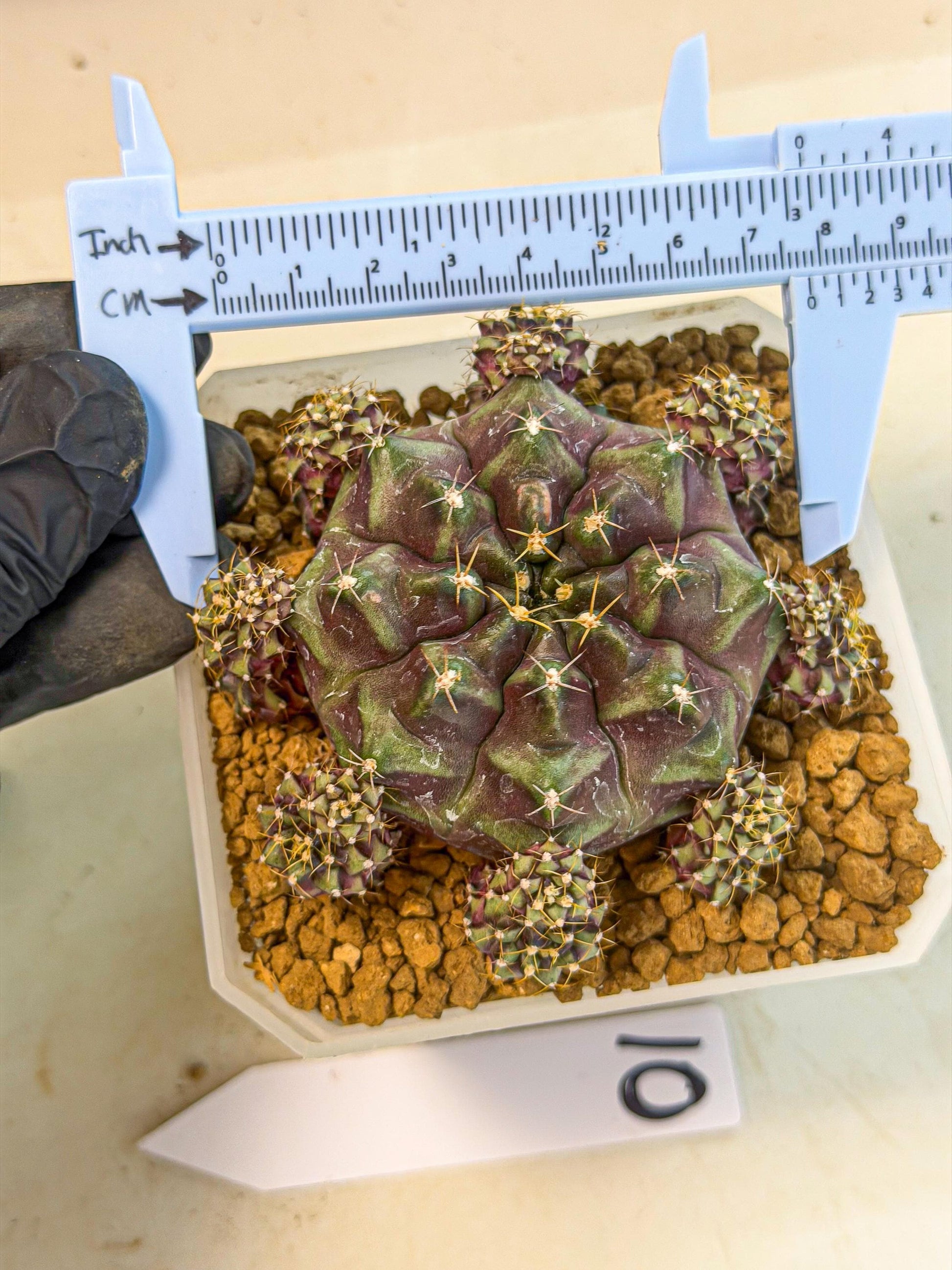Gymnocalycium Mochi (#10) | Variegated cactus