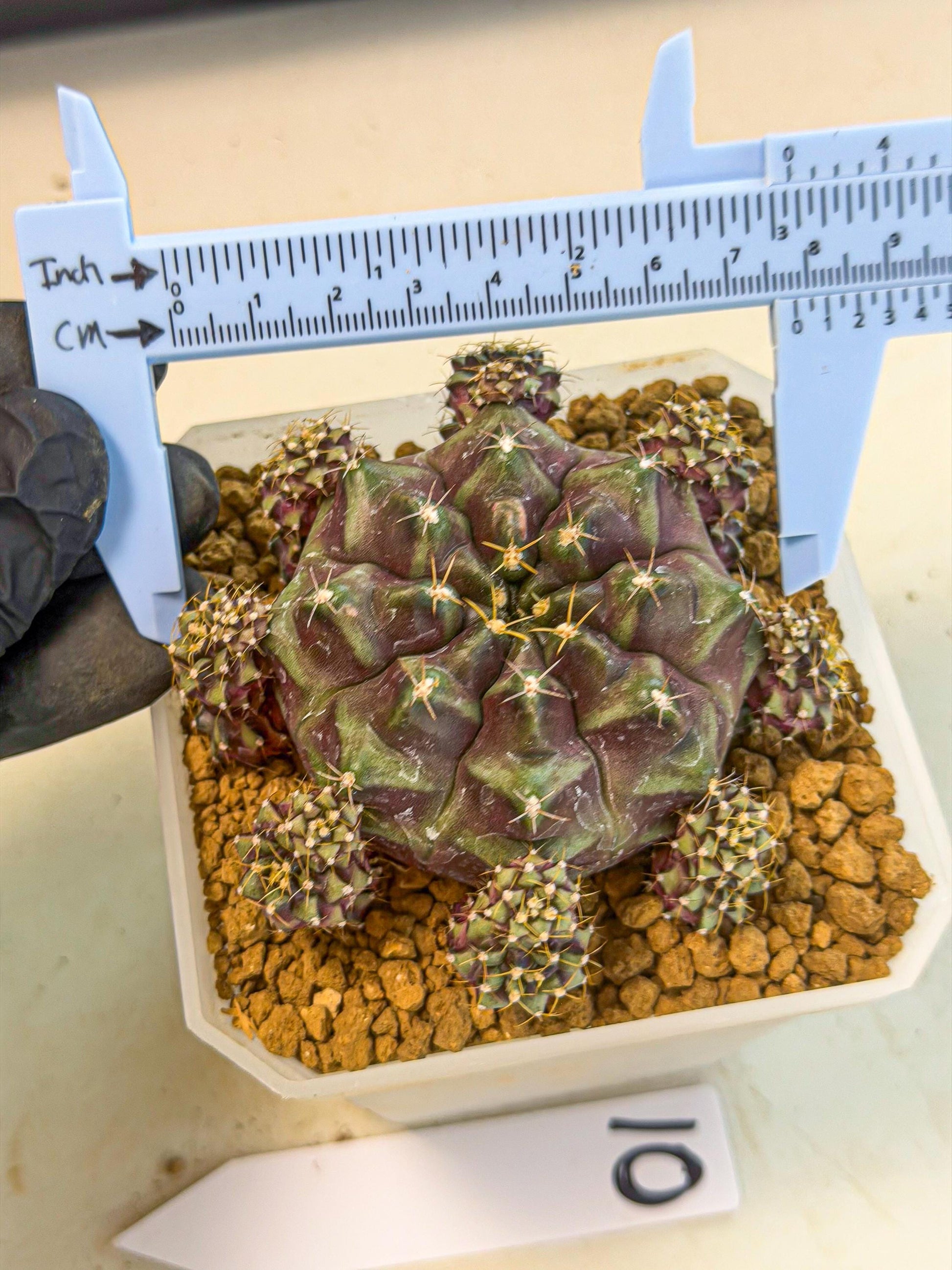 Gymnocalycium Mochi (#10) | Variegated cactus