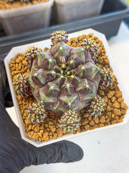 Gymnocalycium Mochi (#10) | Variegated cactus