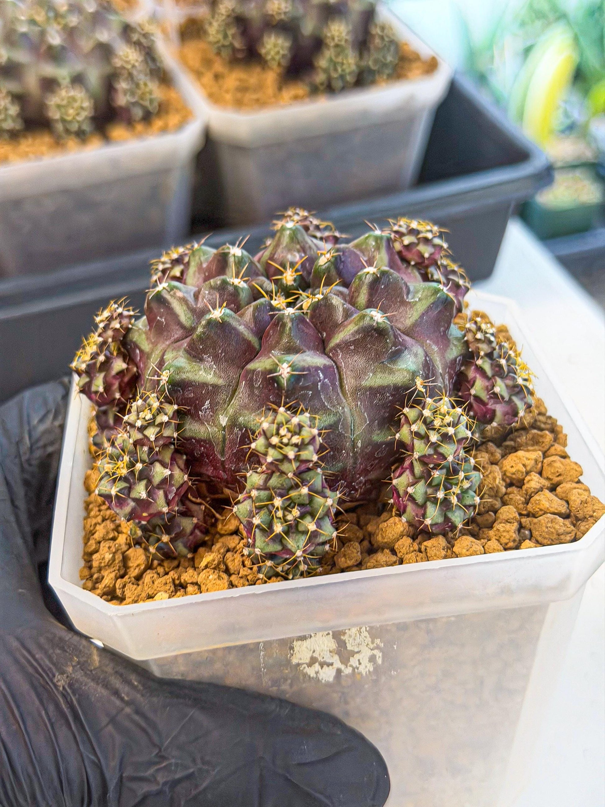 Gymnocalycium Mochi (#10) | Variegated cactus