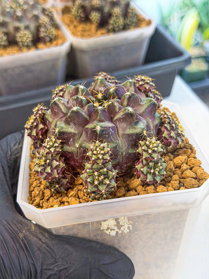 Gymnocalycium Mochi (#10) | Variegated cactus