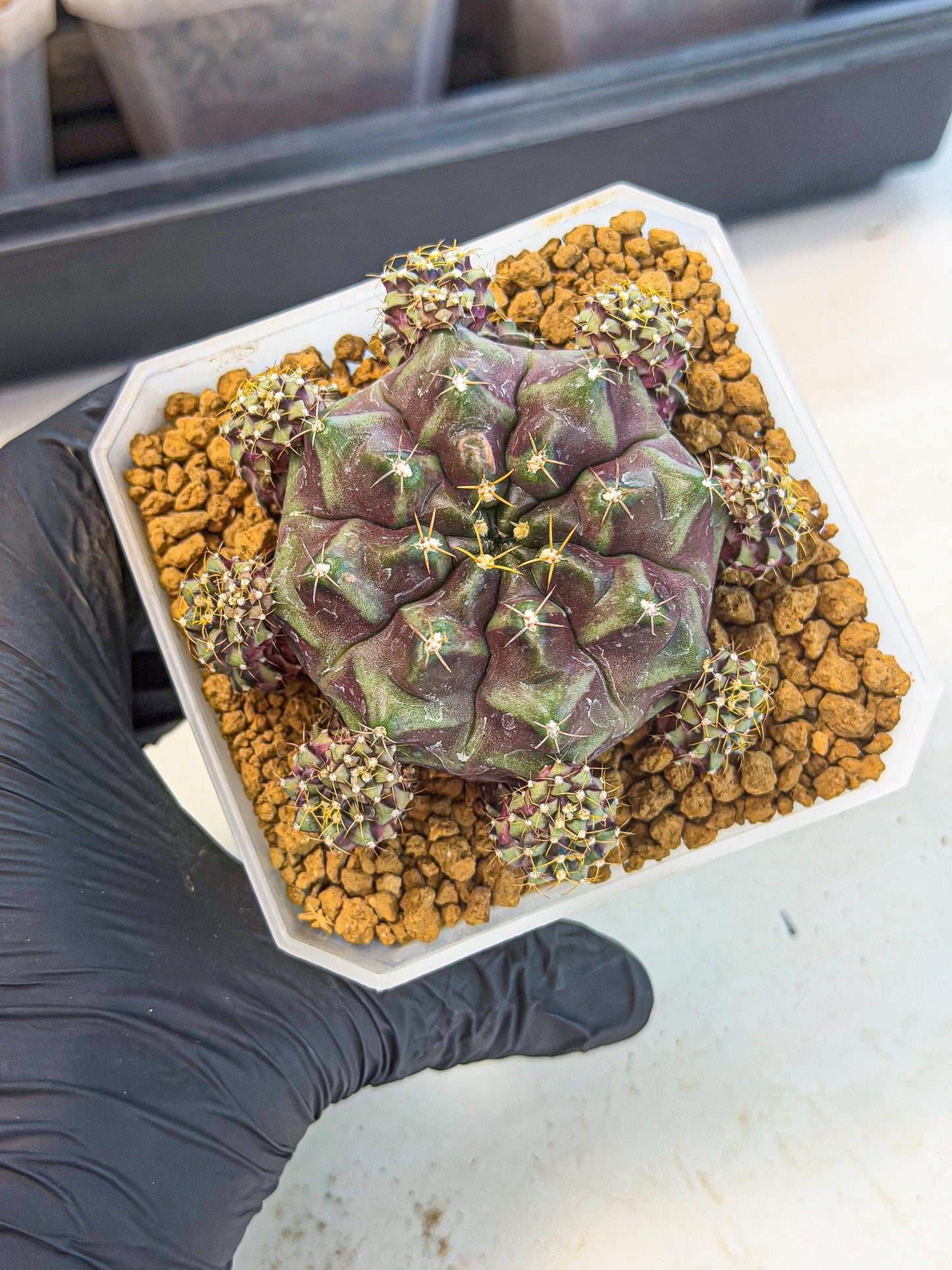 Gymnocalycium Mochi (#10) | Variegated cactus