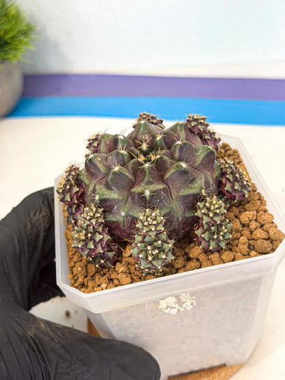Gymnocalycium Mochi (#10) | Variegated cactus