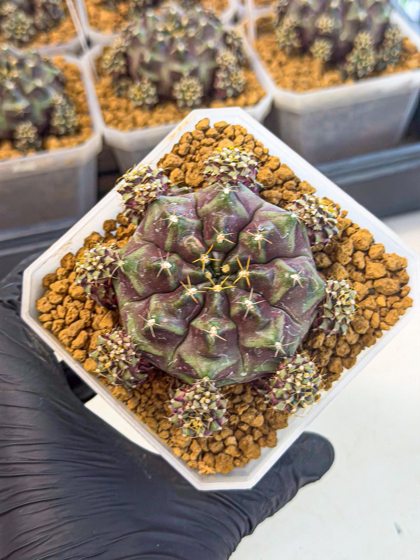 Gymnocalycium Mochi (#10) | Variegated cactus