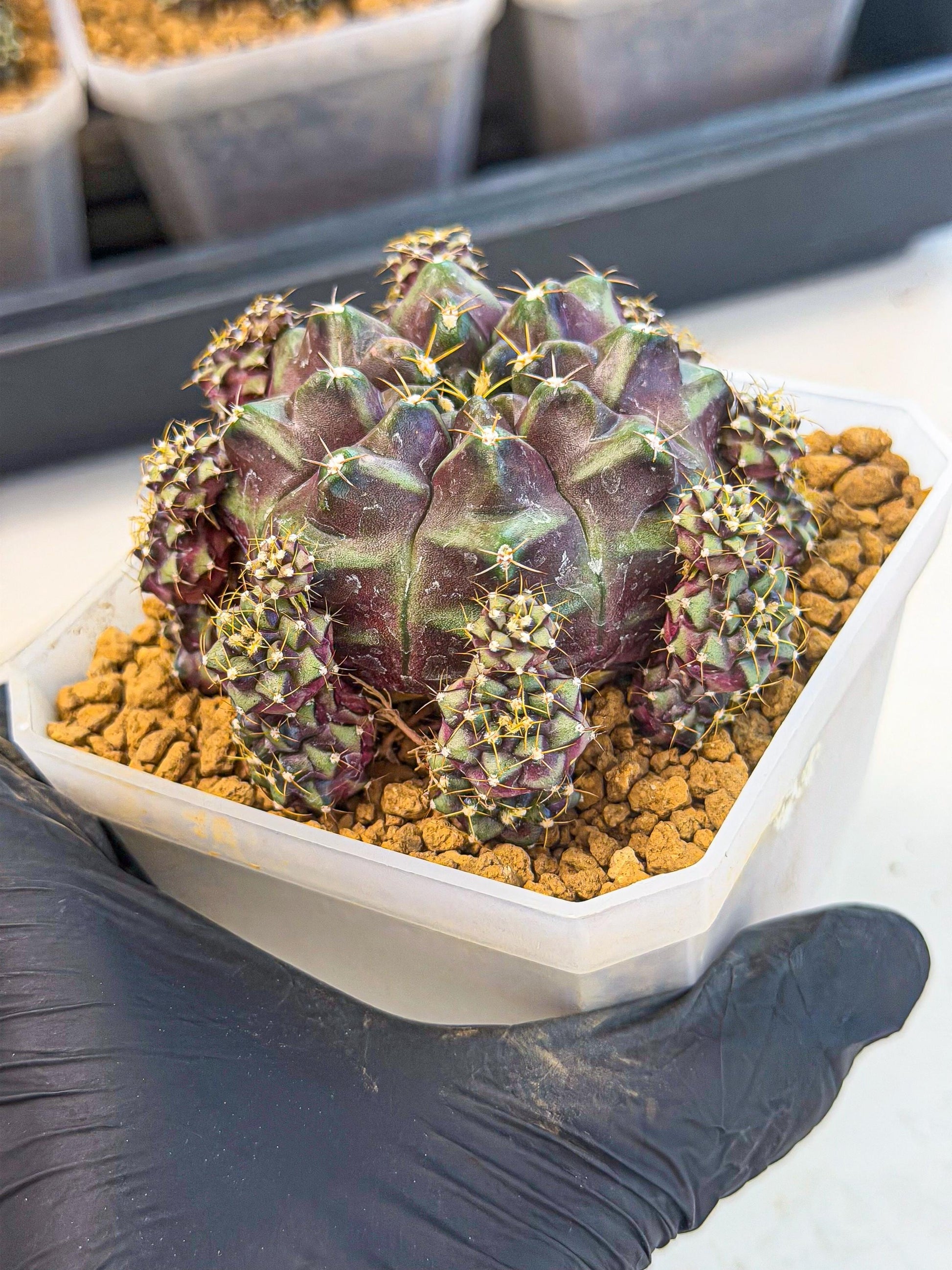 Gymnocalycium Mochi (#10) | Variegated cactus