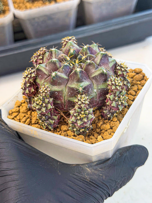 Gymnocalycium Mochi (#10) | Variegated cactus