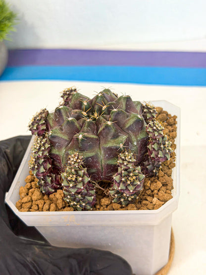 Gymnocalycium Mochi (#10) | Variegated cactus
