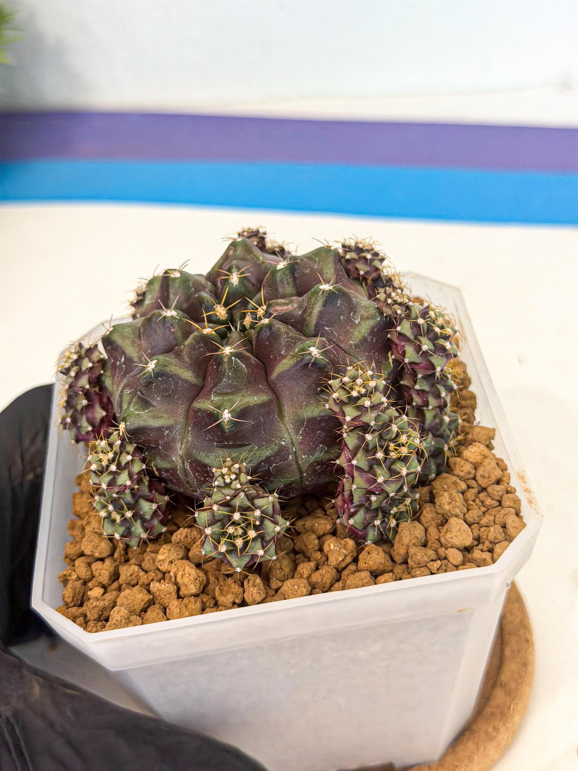 Gymnocalycium Mochi (#10) | Variegated cactus