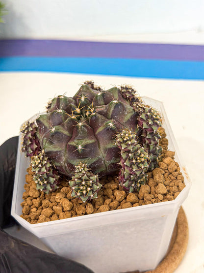 Gymnocalycium Mochi (#10) | Variegated cactus