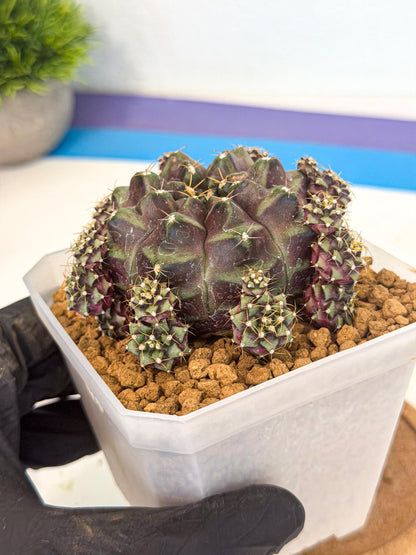 Gymnocalycium Mochi (#10) | Variegated cactus