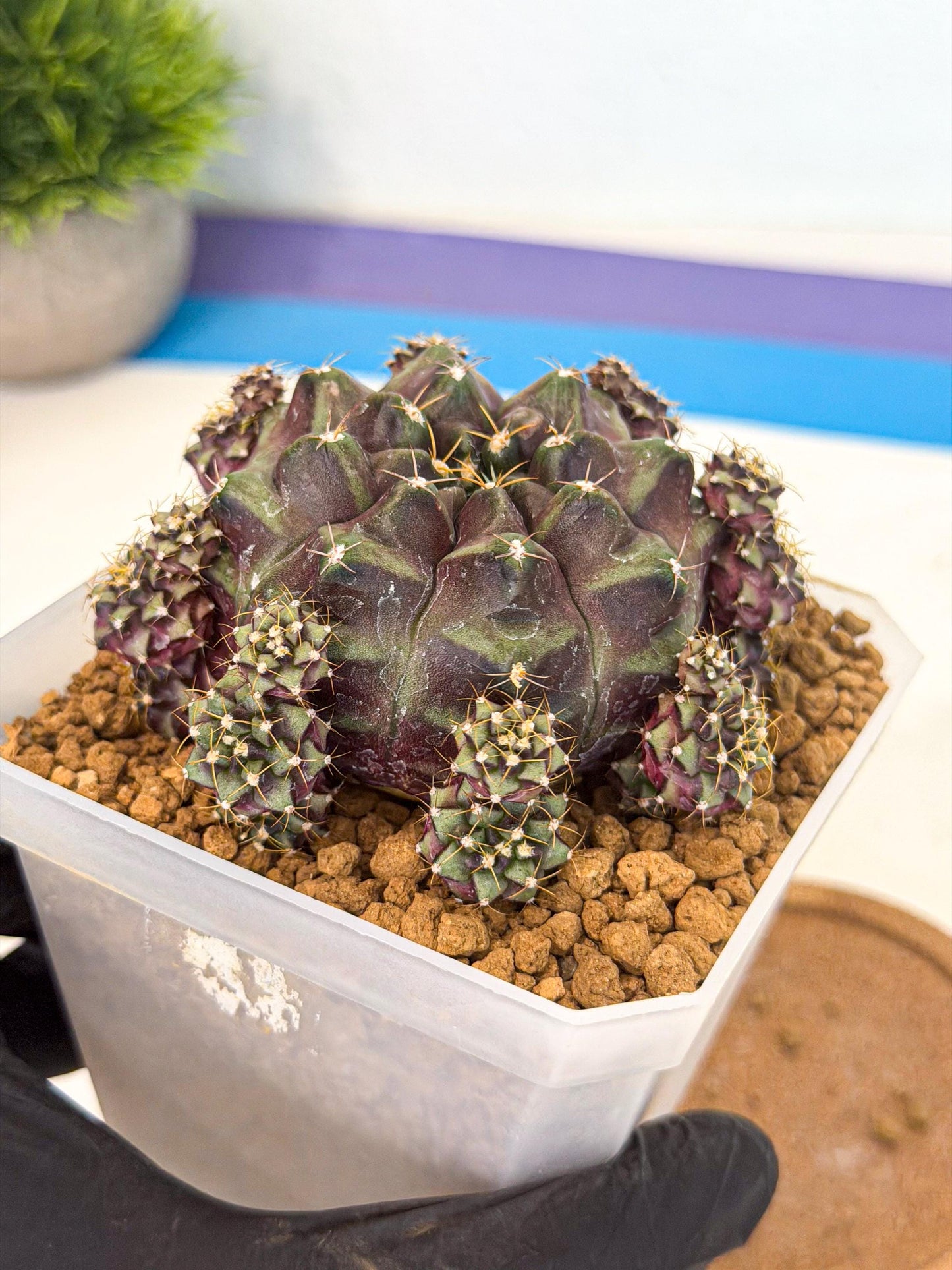 Gymnocalycium Mochi (#10) | Variegated cactus