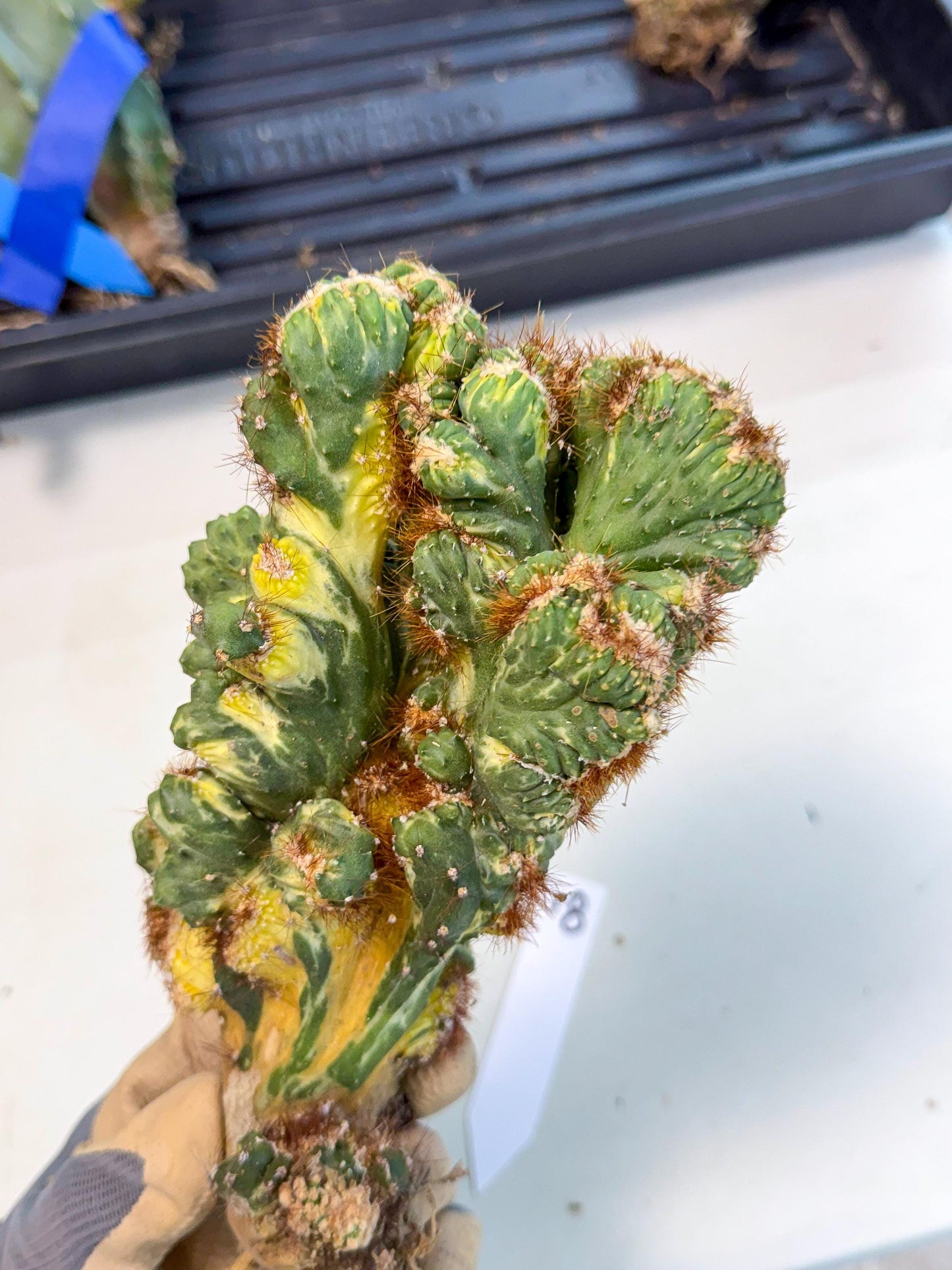 Cereus monstruosus Variegatus Hort (18) | Imported