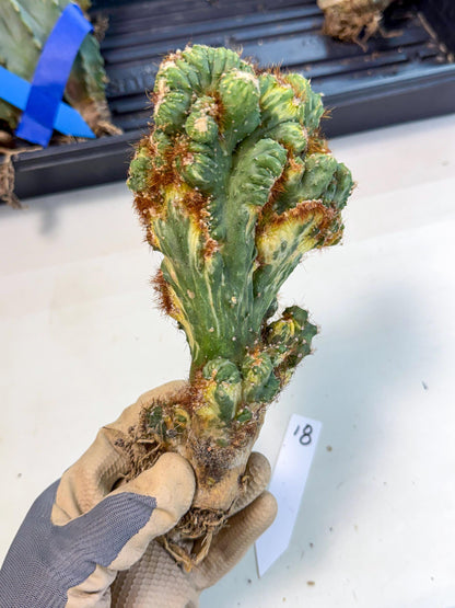 Cereus monstruosus Variegatus Hort (18) | Imported
